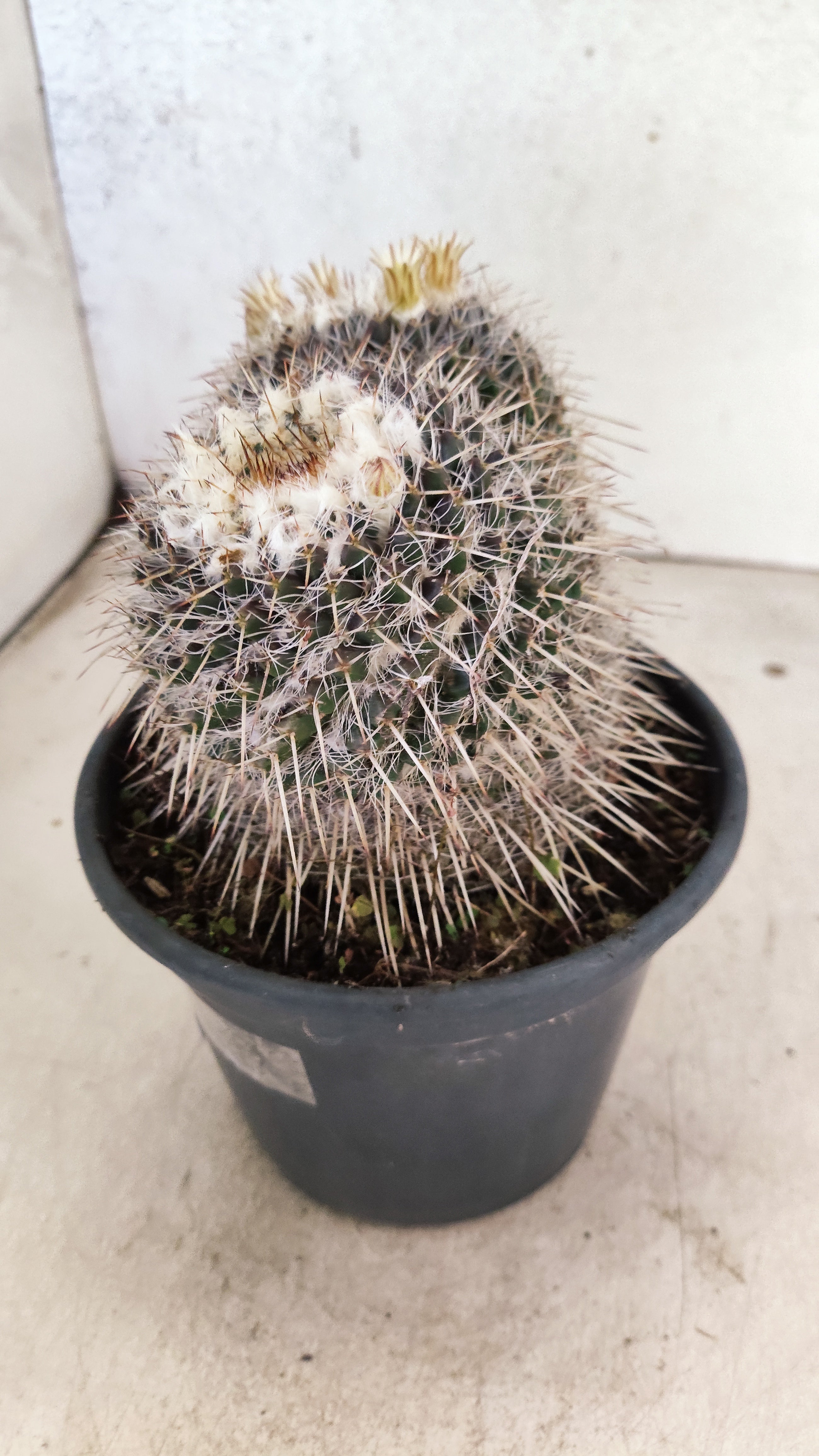 CACTOS  Nº 31 – vaso 15