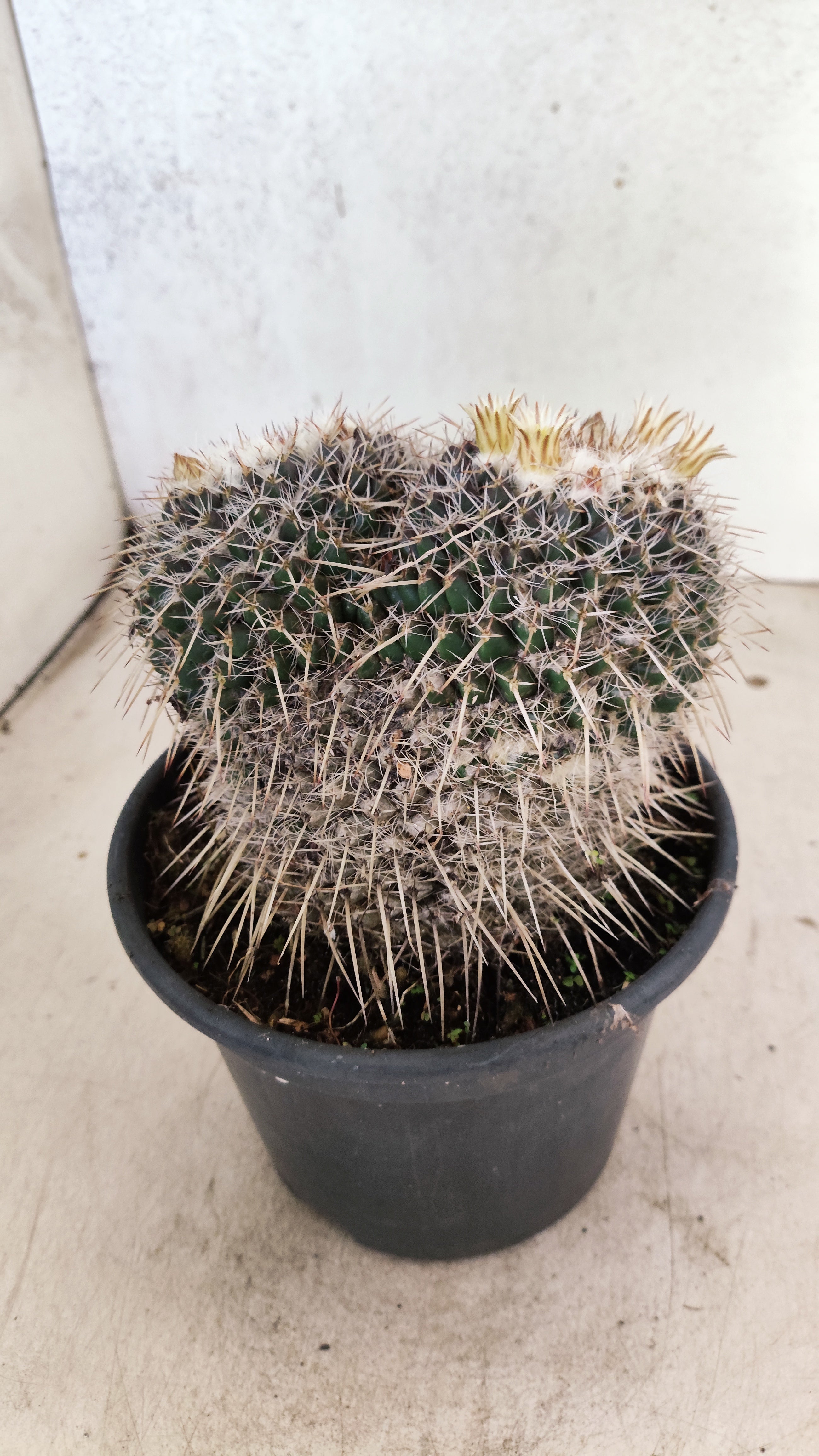 CACTOS  Nº 31 – vaso 15