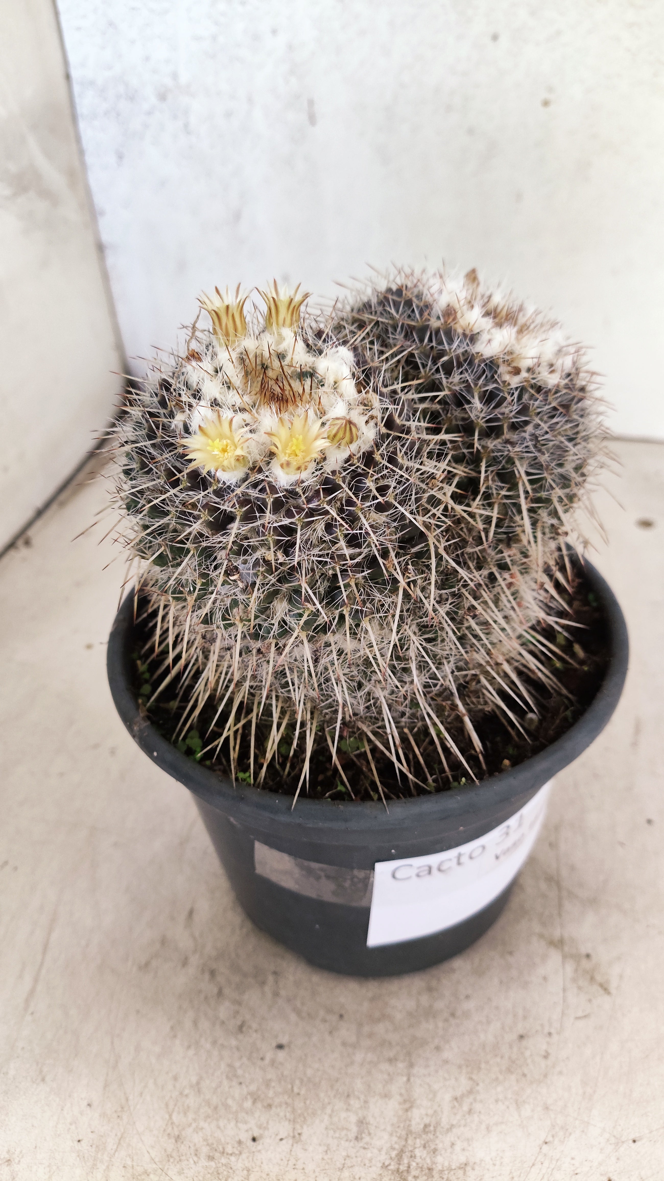 CACTOS  Nº 31 – vaso 15