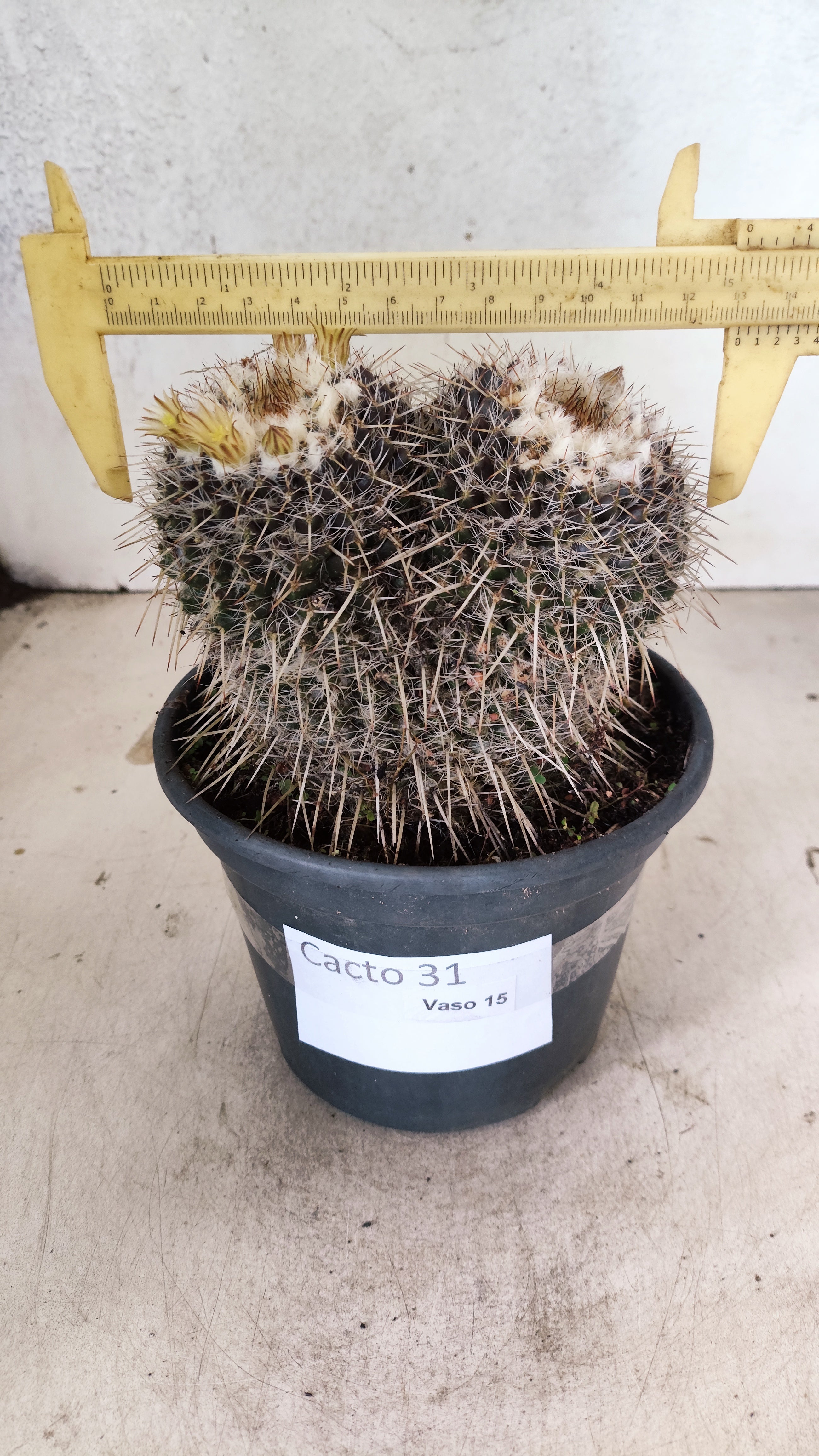 CACTOS  Nº 31 – vaso 15