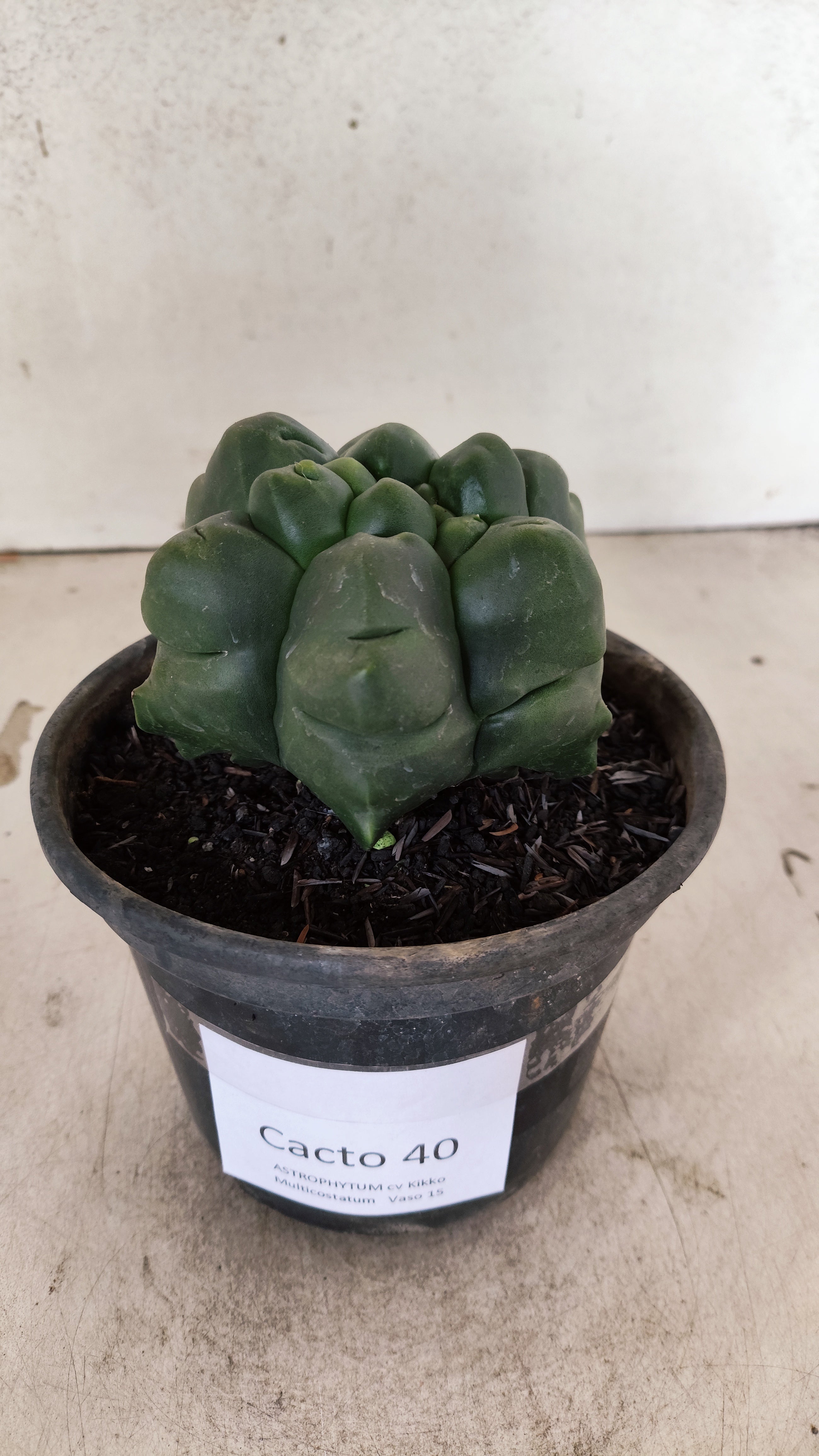 ASTROPHYTUM MYRIOSTIGMA cv KIKKO "Multicostatum - 6 quinas "  Nº 40 – vaso 15