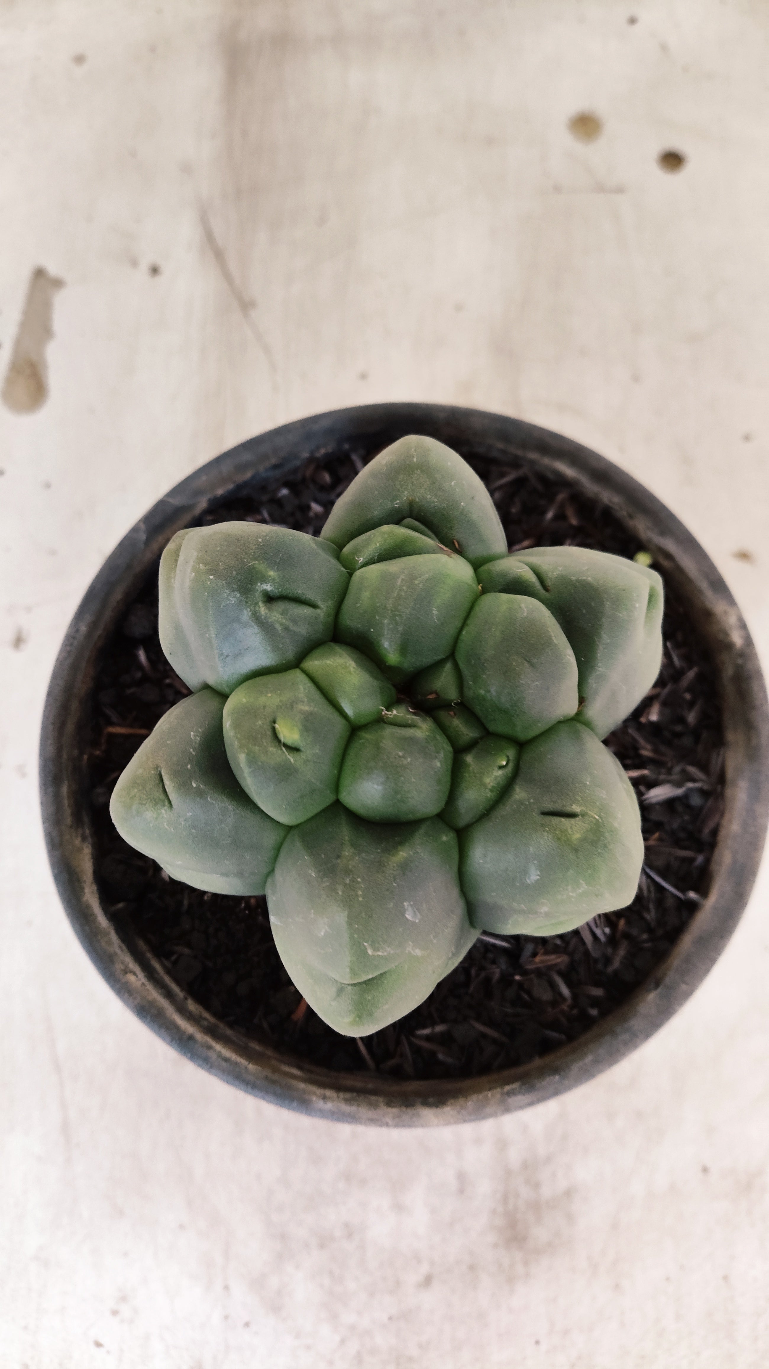 ASTROPHYTUM MYRIOSTIGMA cv KIKKO "Multicostatum - 6 quinas "  Nº 40 – vaso 15