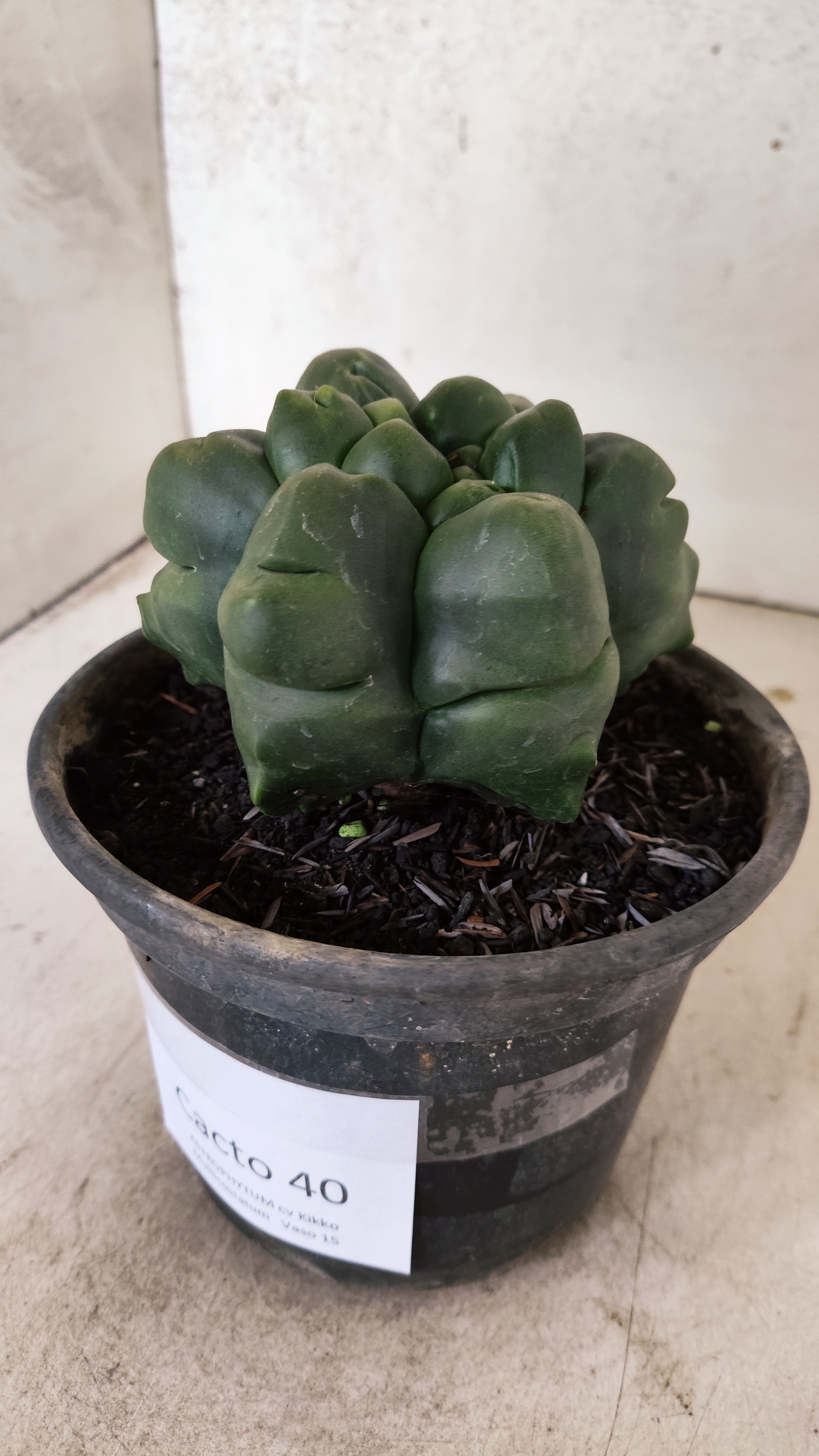 ASTROPHYTUM MYRIOSTIGMA cv KIKKO "Multicostatum - 6 quinas "  Nº 40 – vaso 15