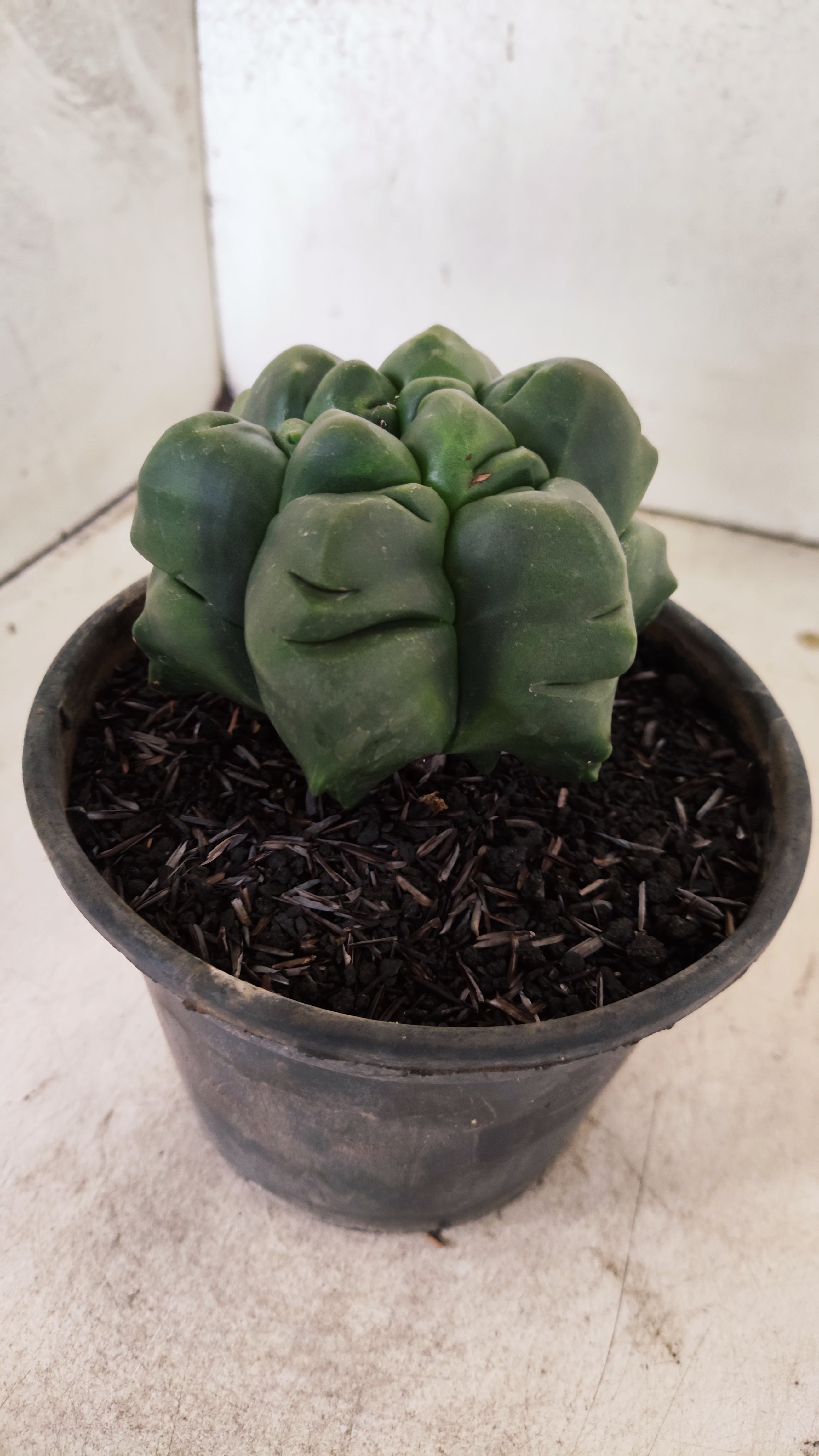 ASTROPHYTUM MYRIOSTIGMA cv KIKKO "Multicostatum - 6 quinas "  Nº 40 – vaso 15