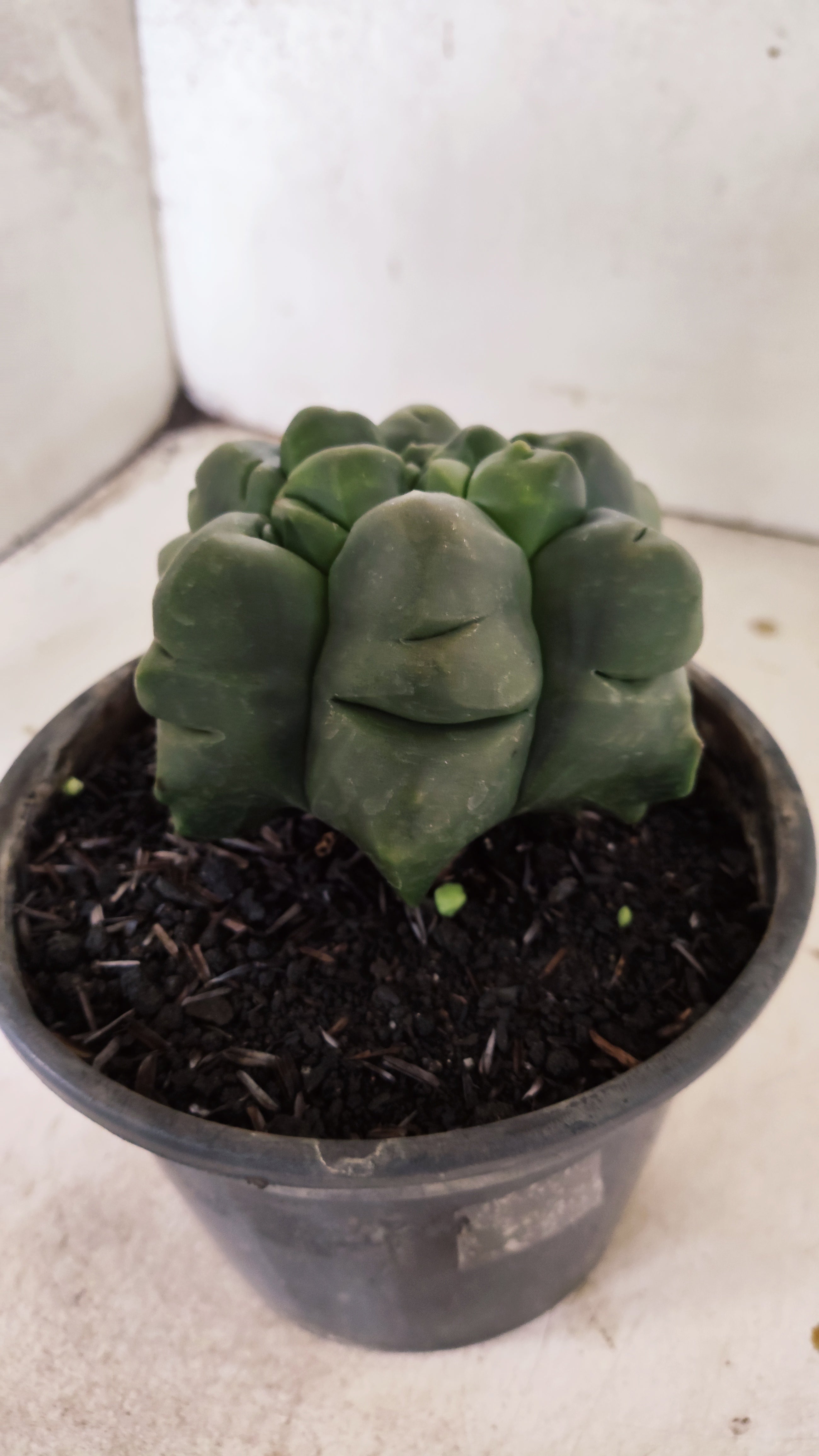 ASTROPHYTUM MYRIOSTIGMA cv KIKKO "Multicostatum - 6 quinas "  Nº 40 – vaso 15