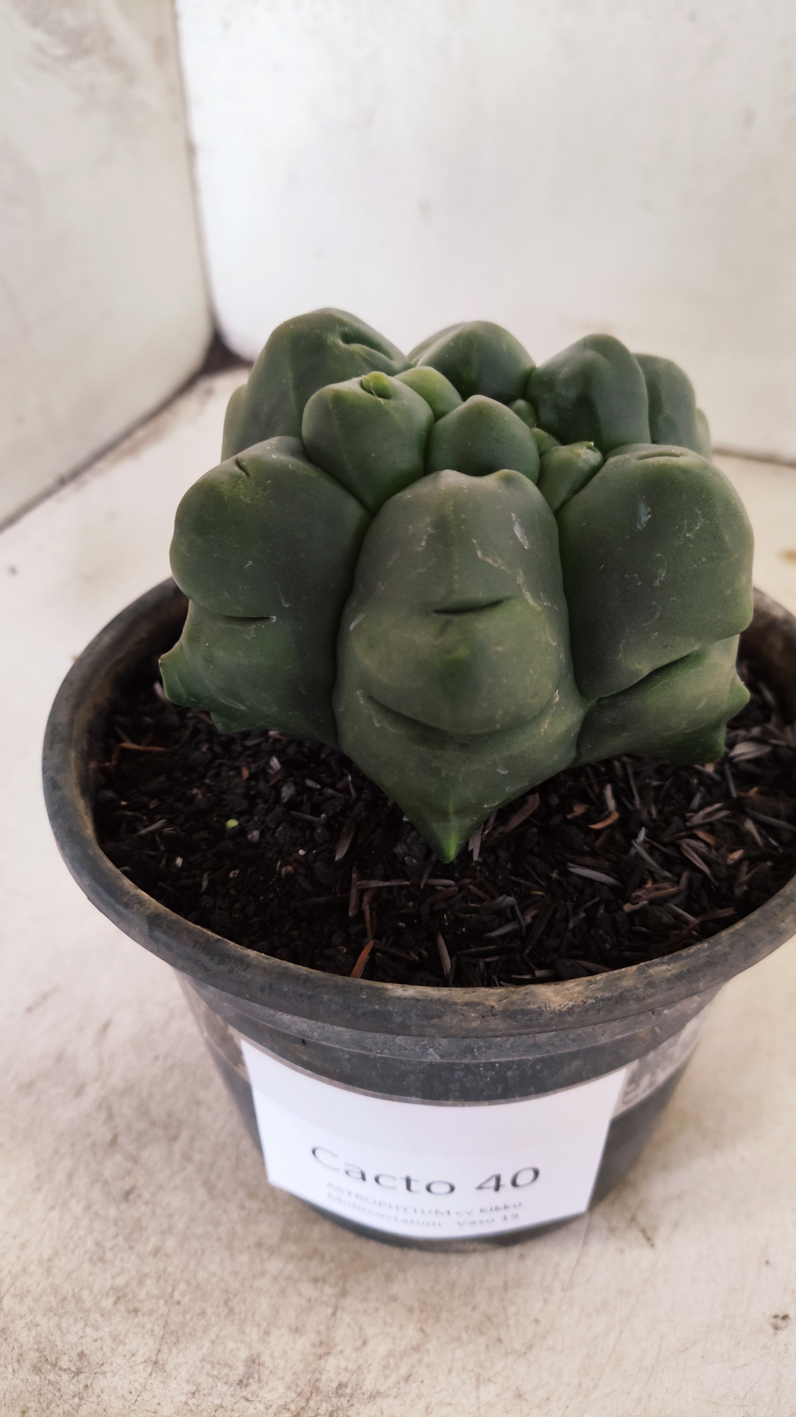ASTROPHYTUM MYRIOSTIGMA cv KIKKO "Multicostatum - 6 quinas "  Nº 40 – vaso 15