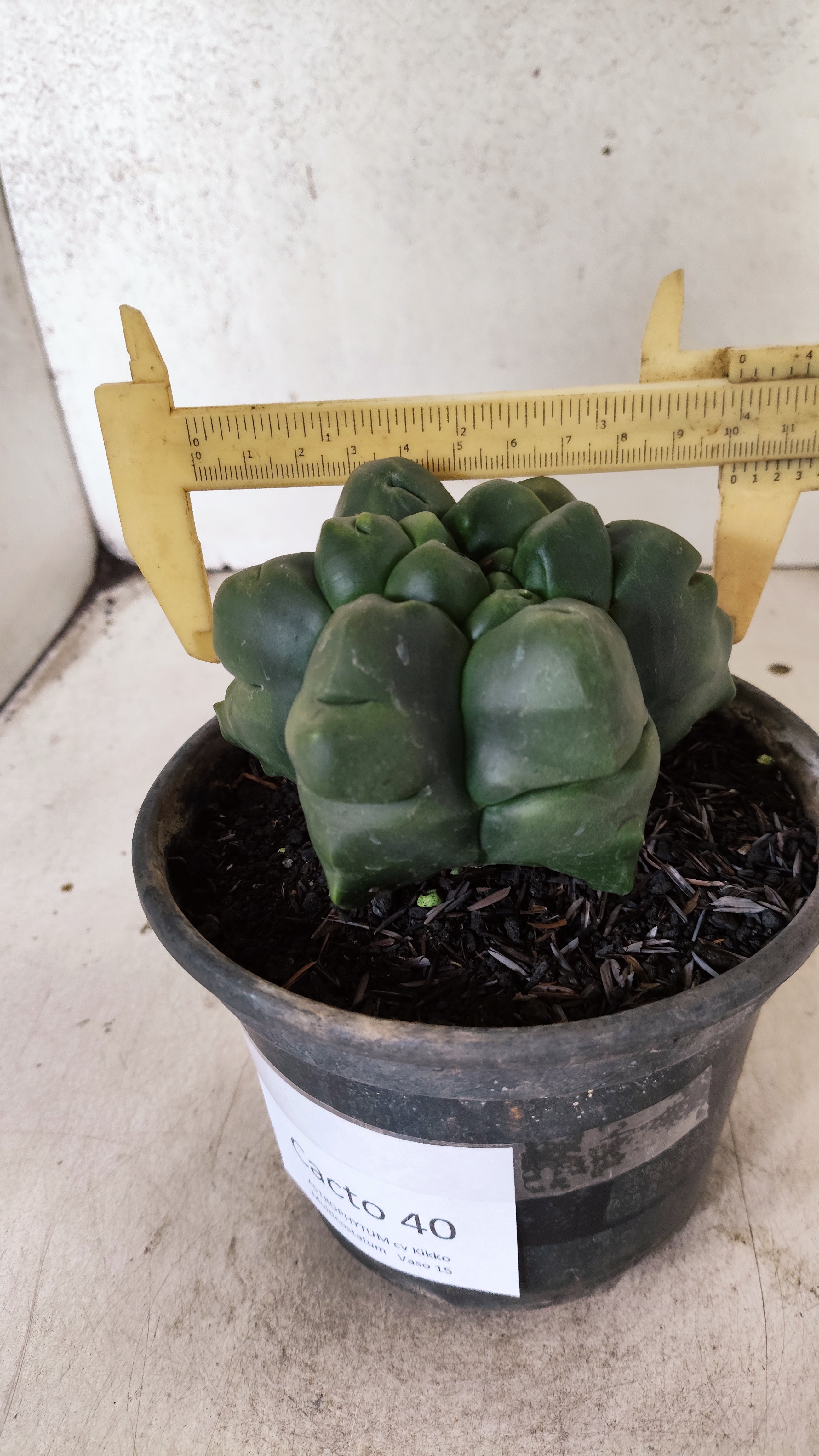ASTROPHYTUM MYRIOSTIGMA cv KIKKO "Multicostatum - 6 quinas "  Nº 40 – vaso 15