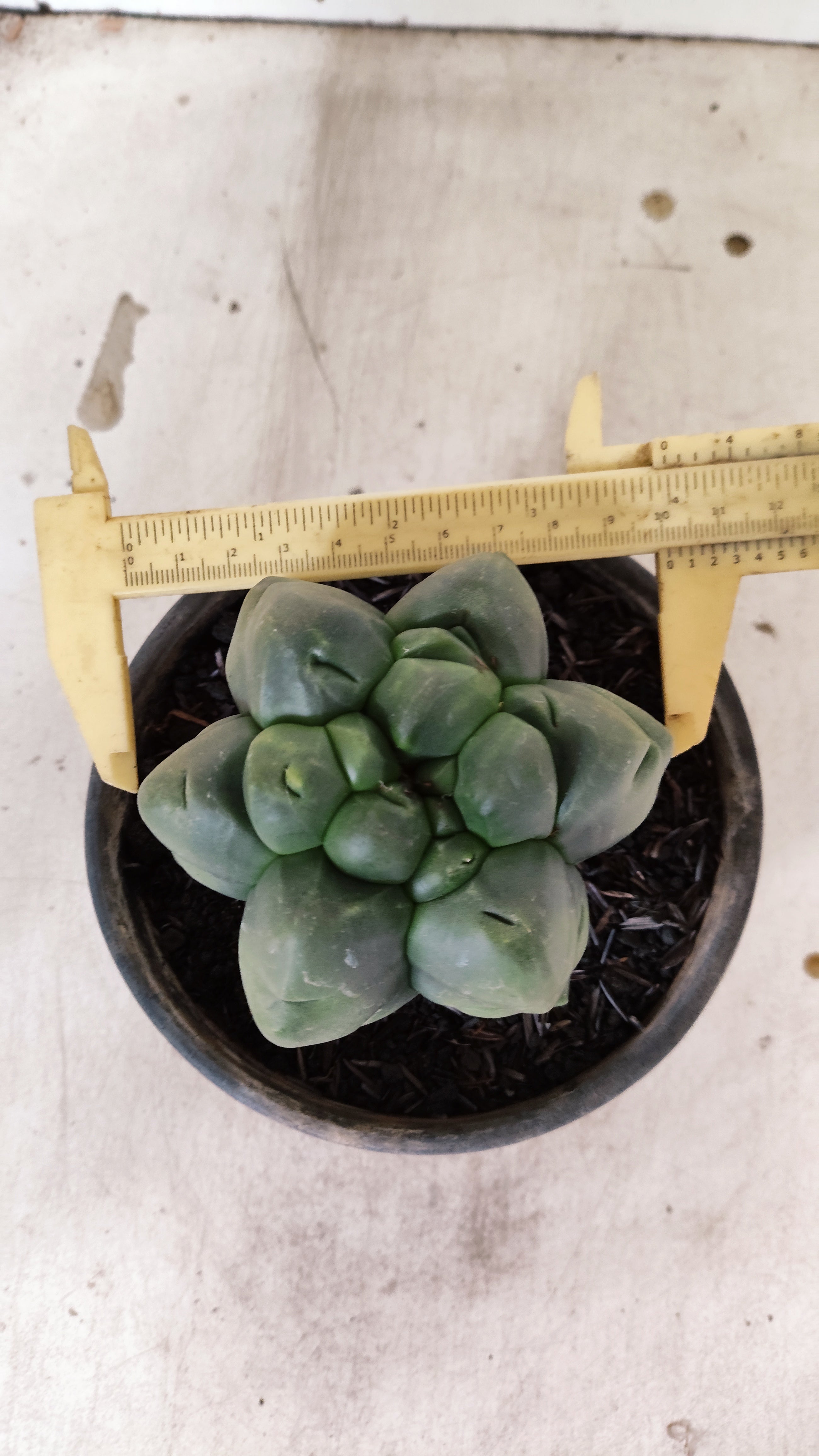 ASTROPHYTUM MYRIOSTIGMA cv KIKKO "Multicostatum - 6 quinas "  Nº 40 – vaso 15