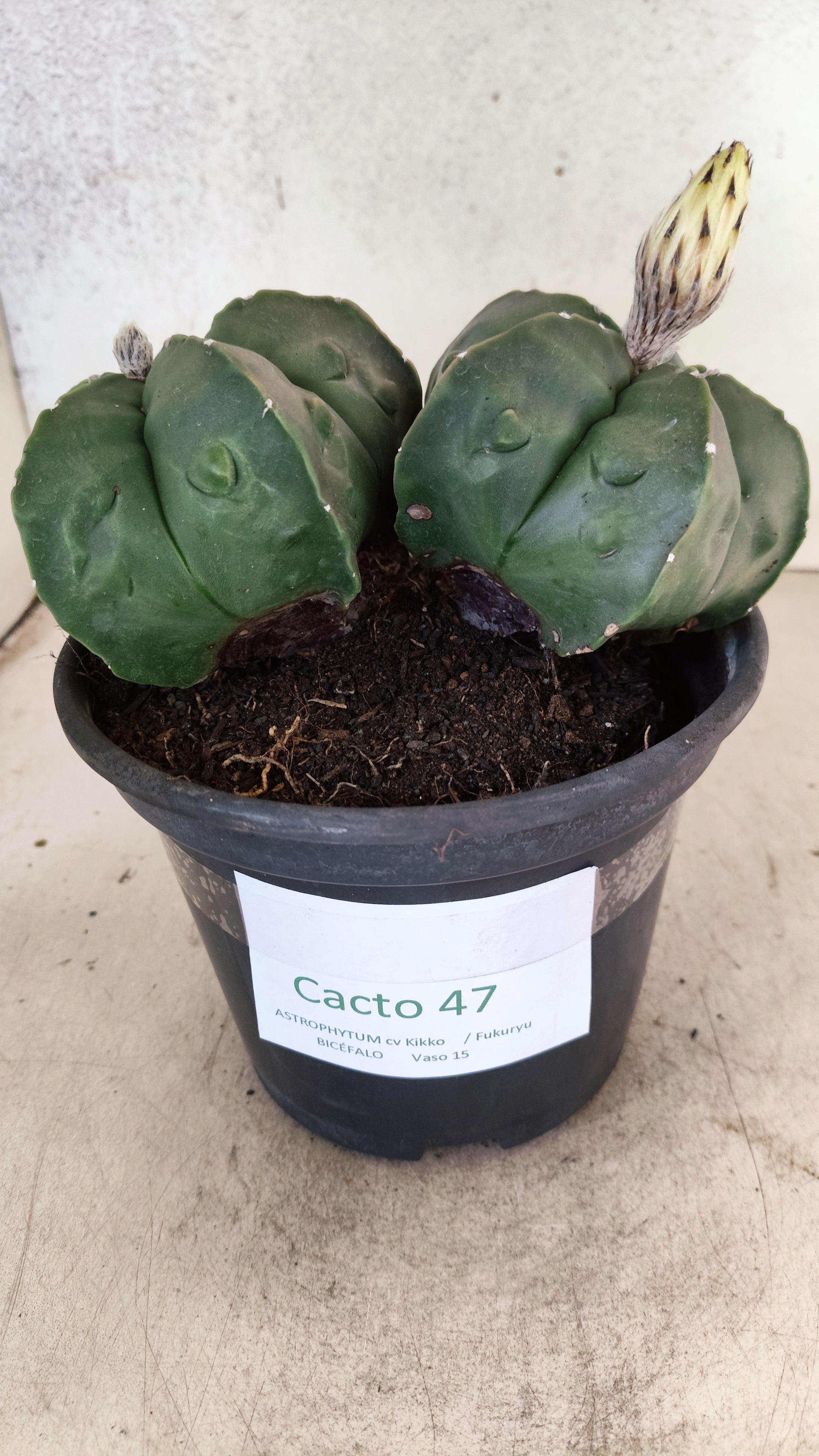 MATRIZ ASTROPHYTUM cv KIKKO FUKURYU "Bicefalo"  Nº 47 – vaso 15