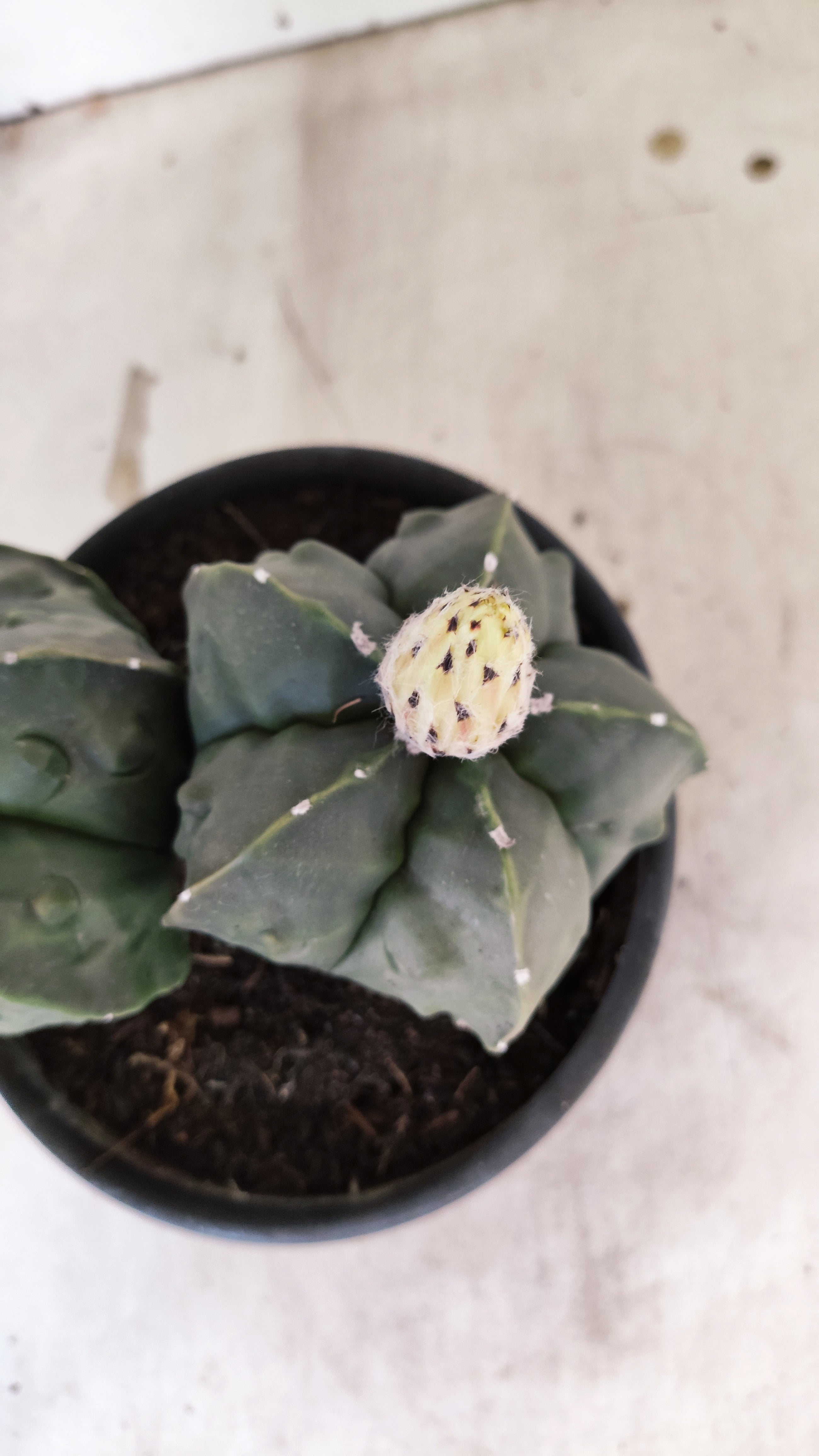 MATRIZ ASTROPHYTUM cv KIKKO FUKURYU "Bicefalo"  Nº 47 – vaso 15