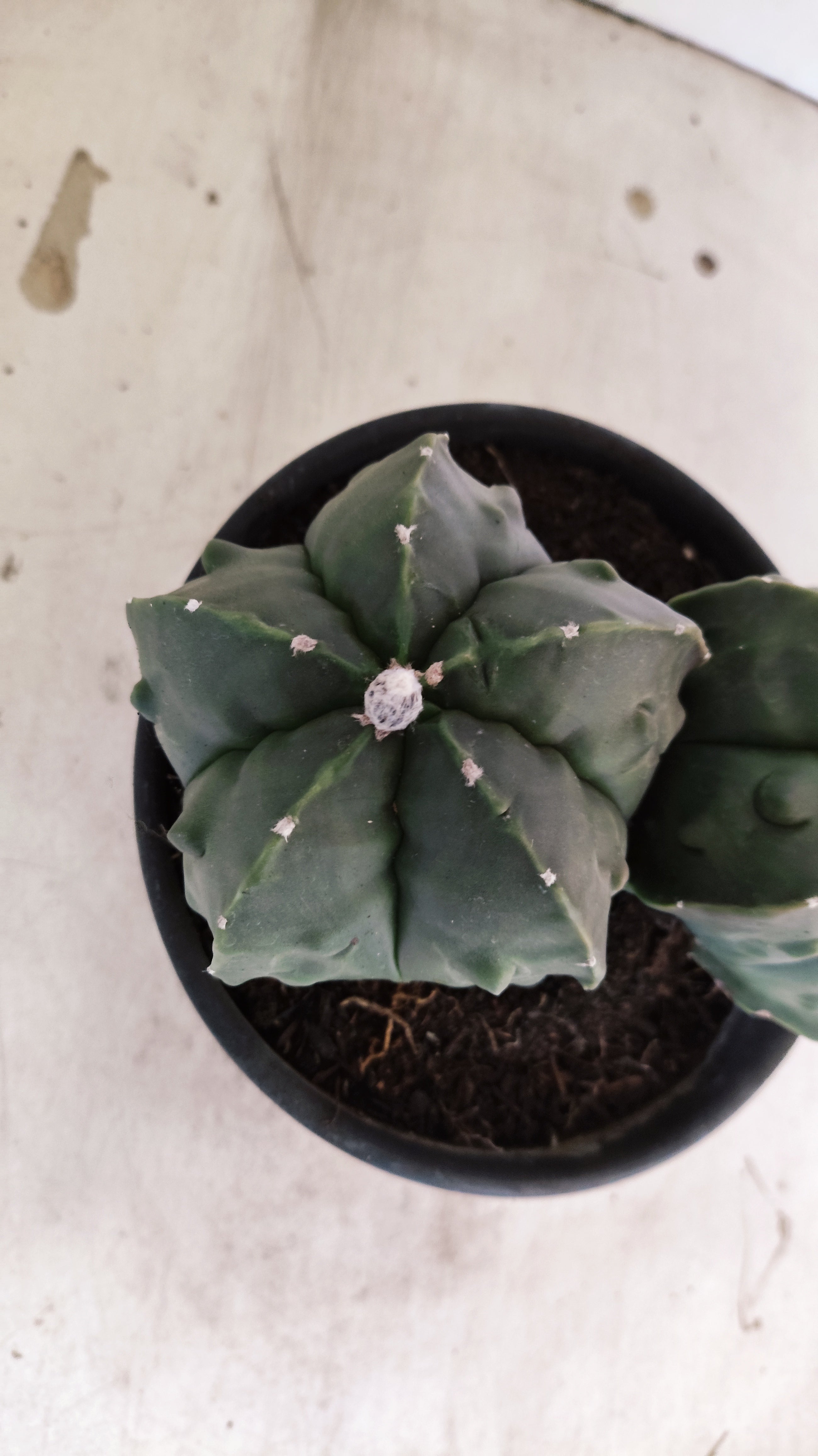 MATRIZ ASTROPHYTUM cv KIKKO FUKURYU "Bicefalo"  Nº 47 – vaso 15
