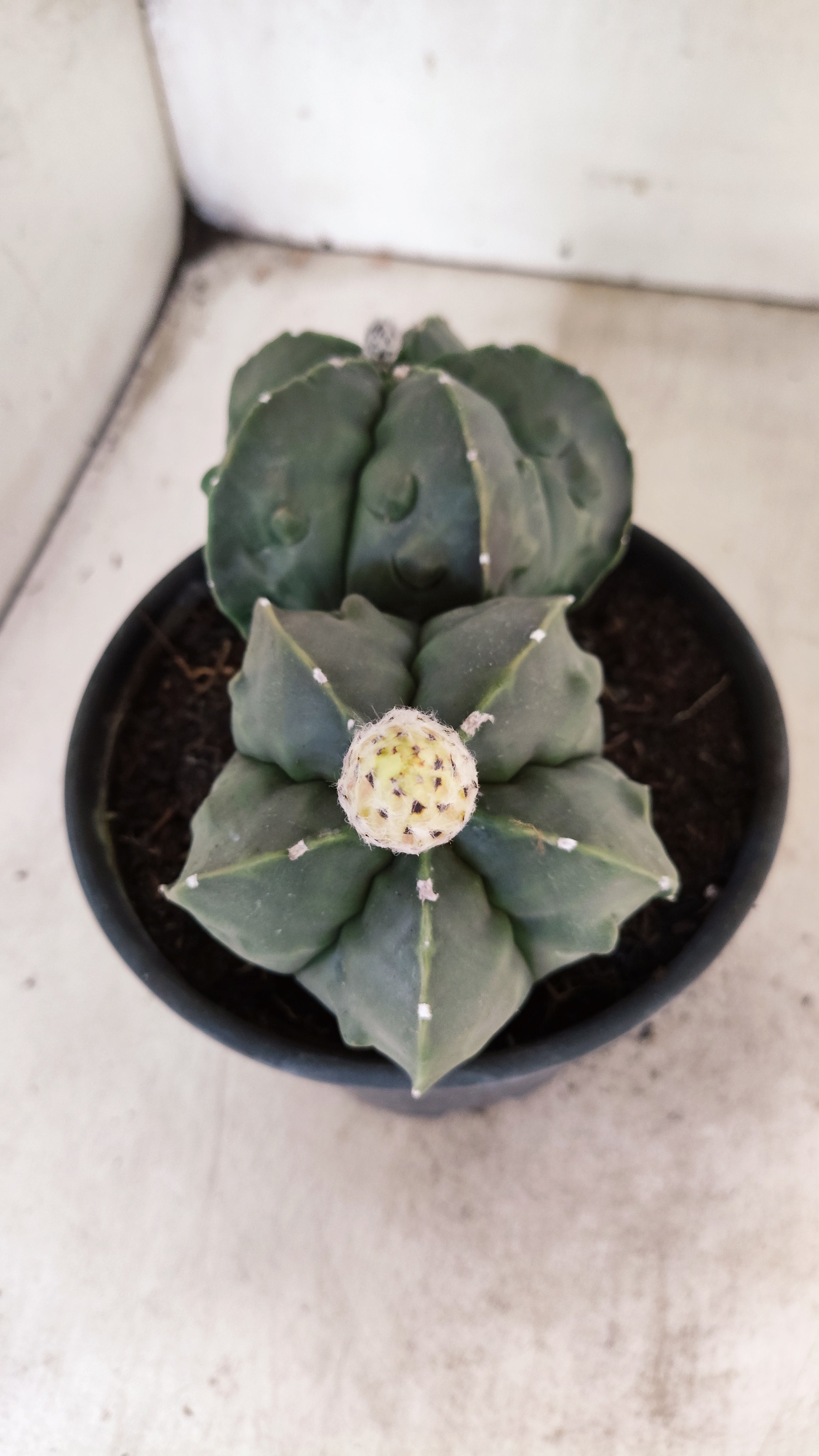 MATRIZ ASTROPHYTUM cv KIKKO FUKURYU "Bicefalo"  Nº 47 – vaso 15