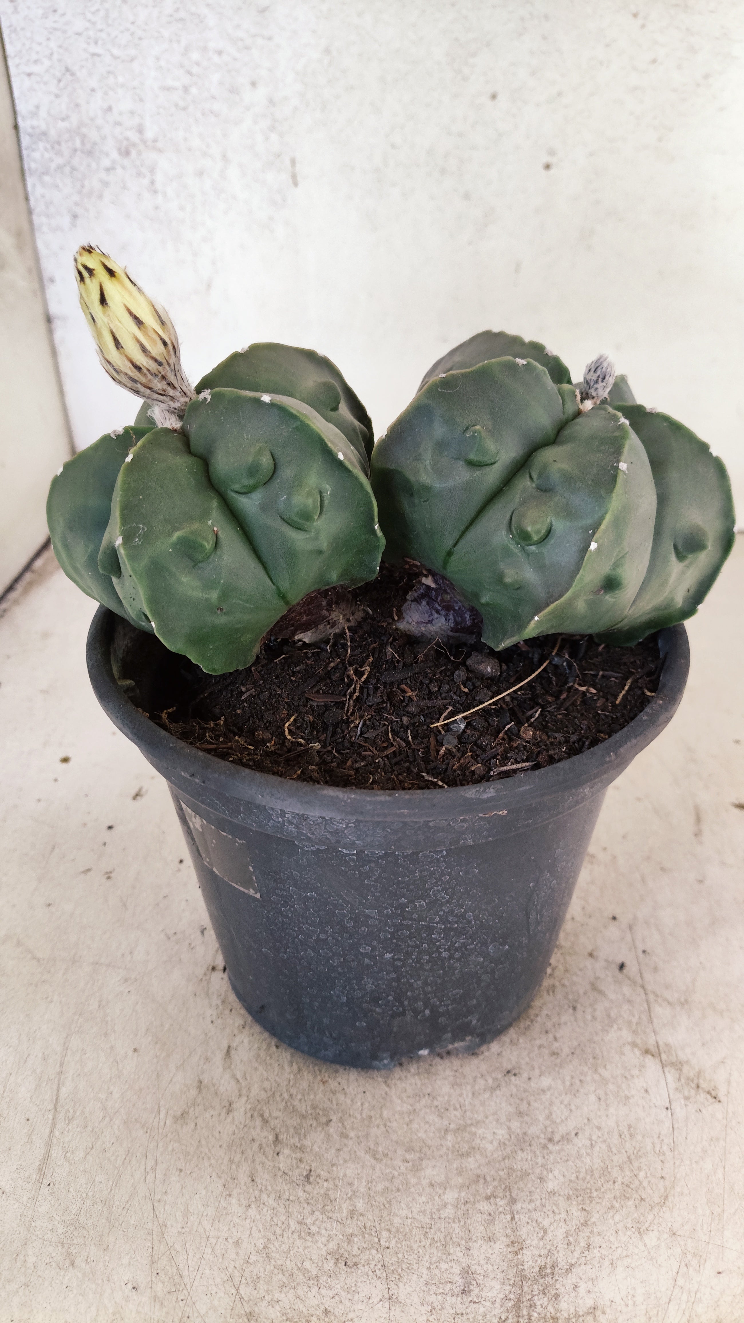MATRIZ ASTROPHYTUM cv KIKKO FUKURYU "Bicefalo"  Nº 47 – vaso 15