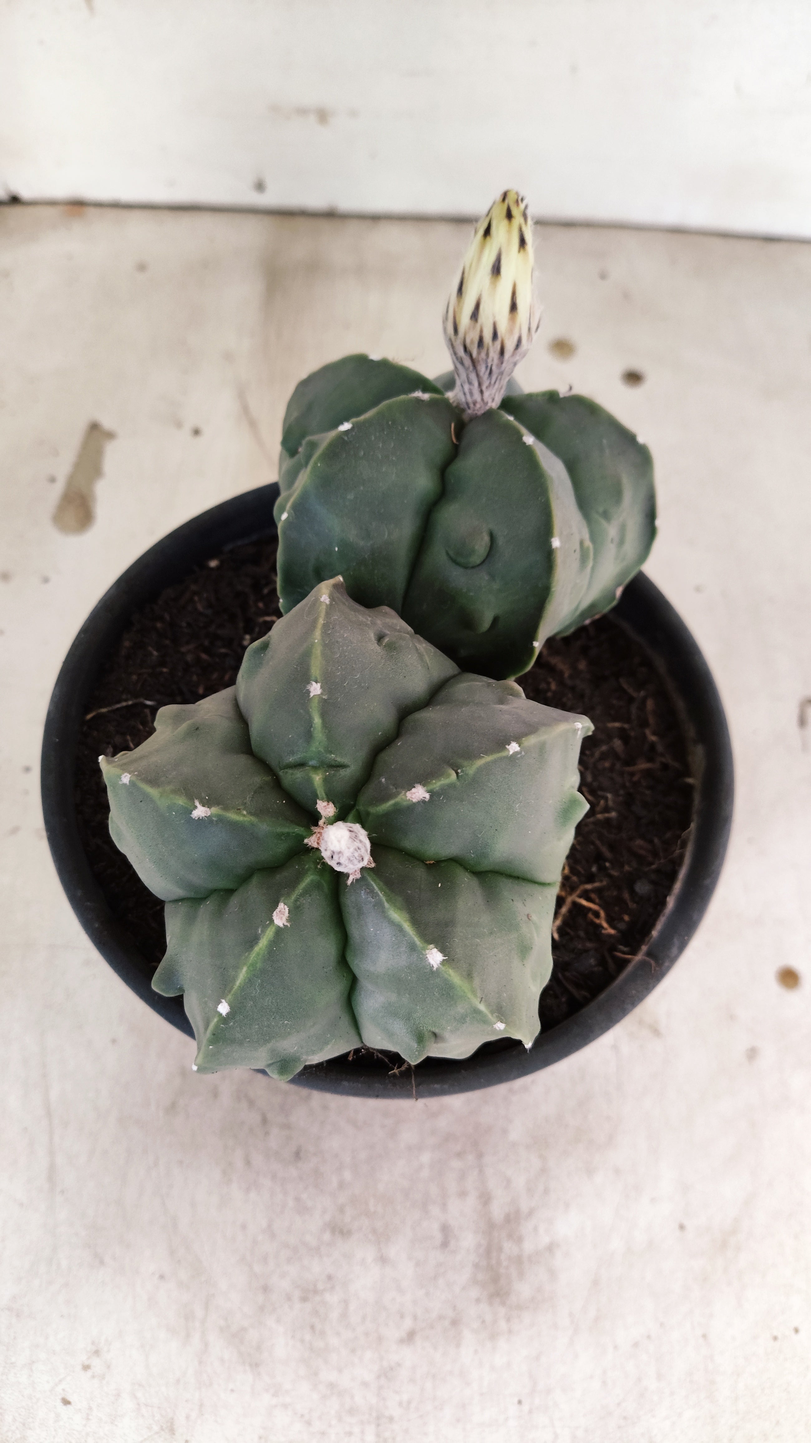 MATRIZ ASTROPHYTUM cv KIKKO FUKURYU "Bicefalo"  Nº 47 – vaso 15
