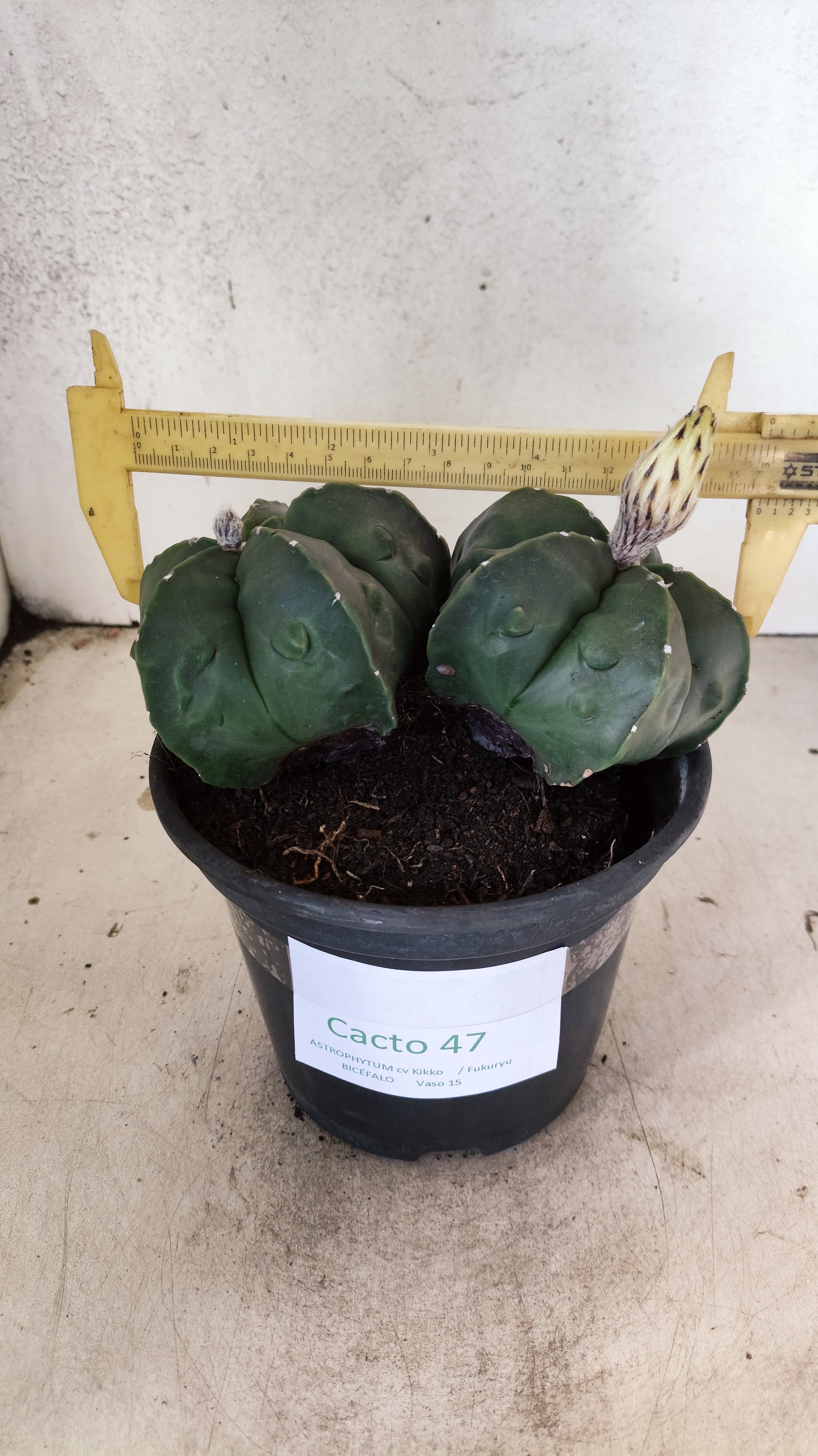 MATRIZ ASTROPHYTUM cv KIKKO FUKURYU "Bicefalo"  Nº 47 – vaso 15