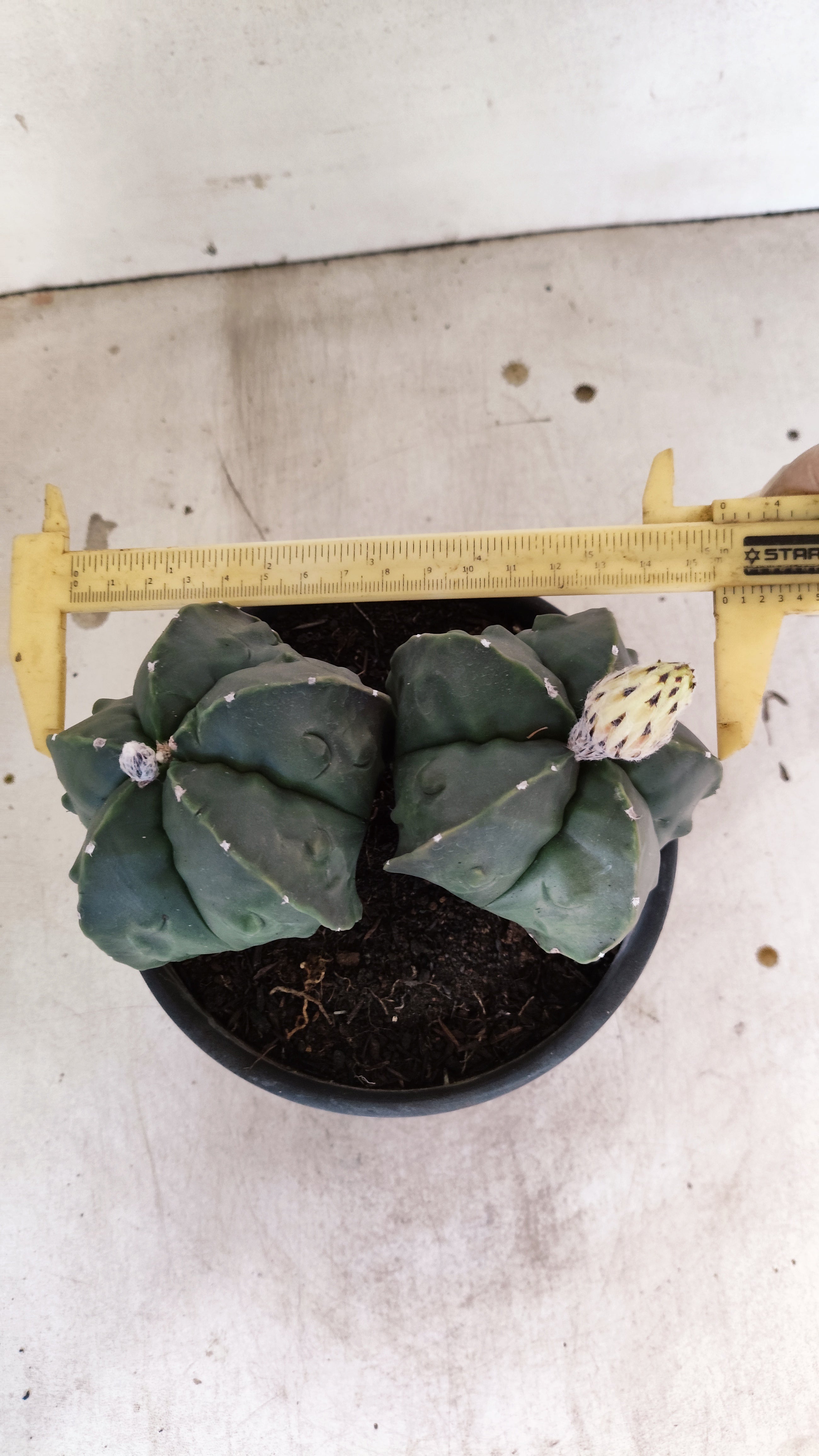 MATRIZ ASTROPHYTUM cv KIKKO FUKURYU "Bicefalo"  Nº 47 – vaso 15