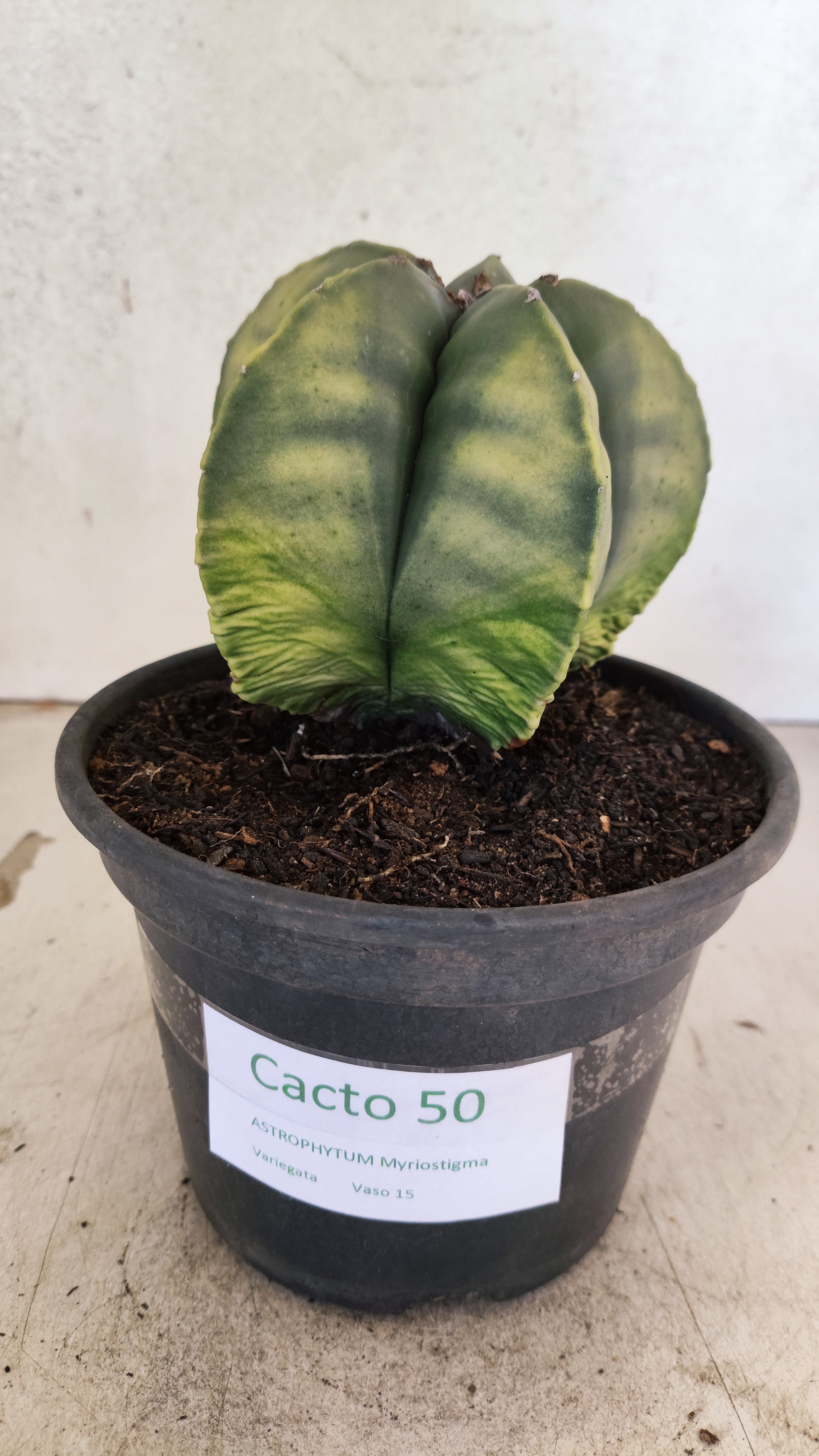 MATRIZ ASTROPHYTUM Myriostigma "Variegata" Nº 50 – vaso 15