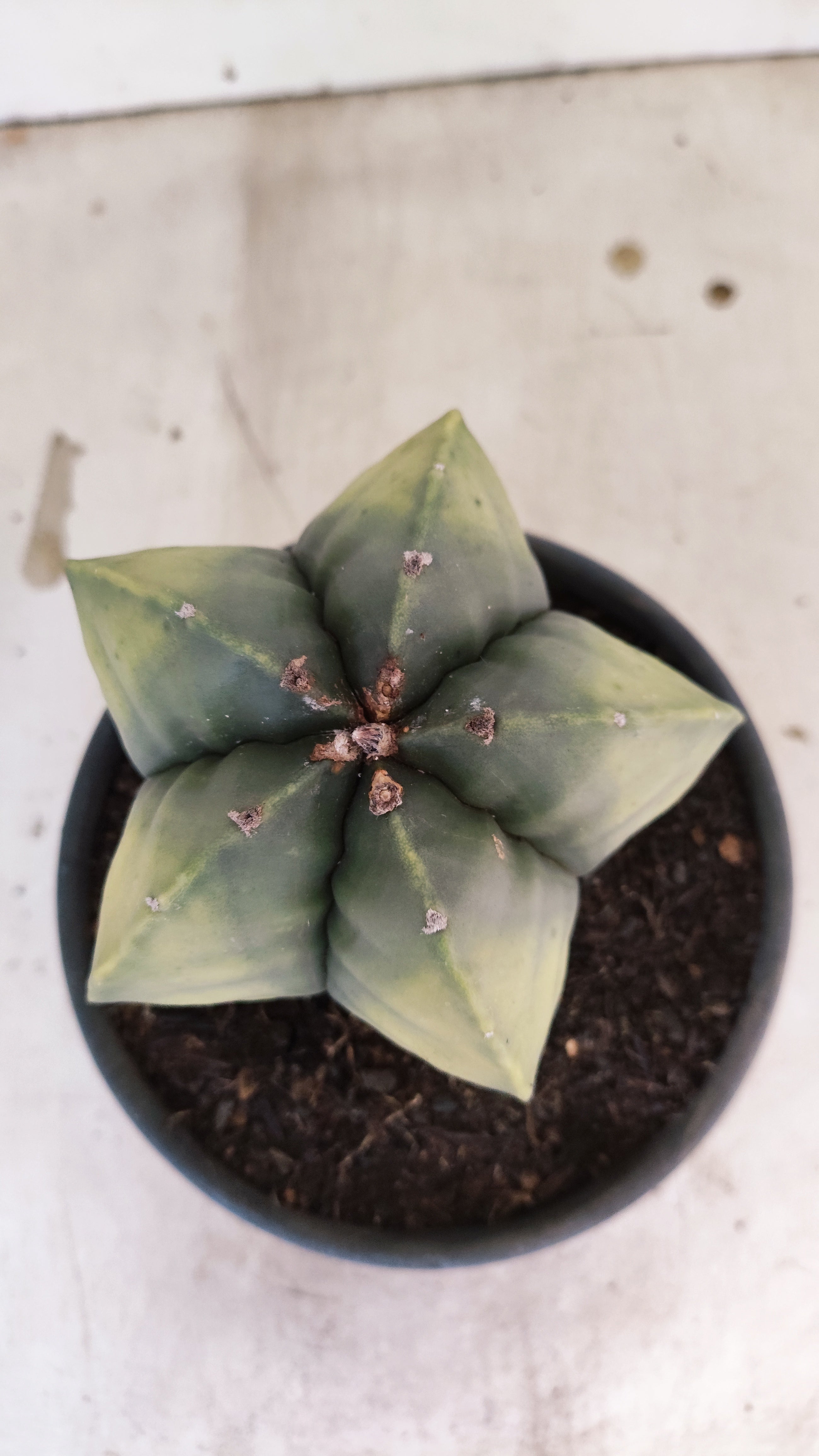 MATRIZ ASTROPHYTUM Myriostigma "Variegata" Nº 50 – vaso 15