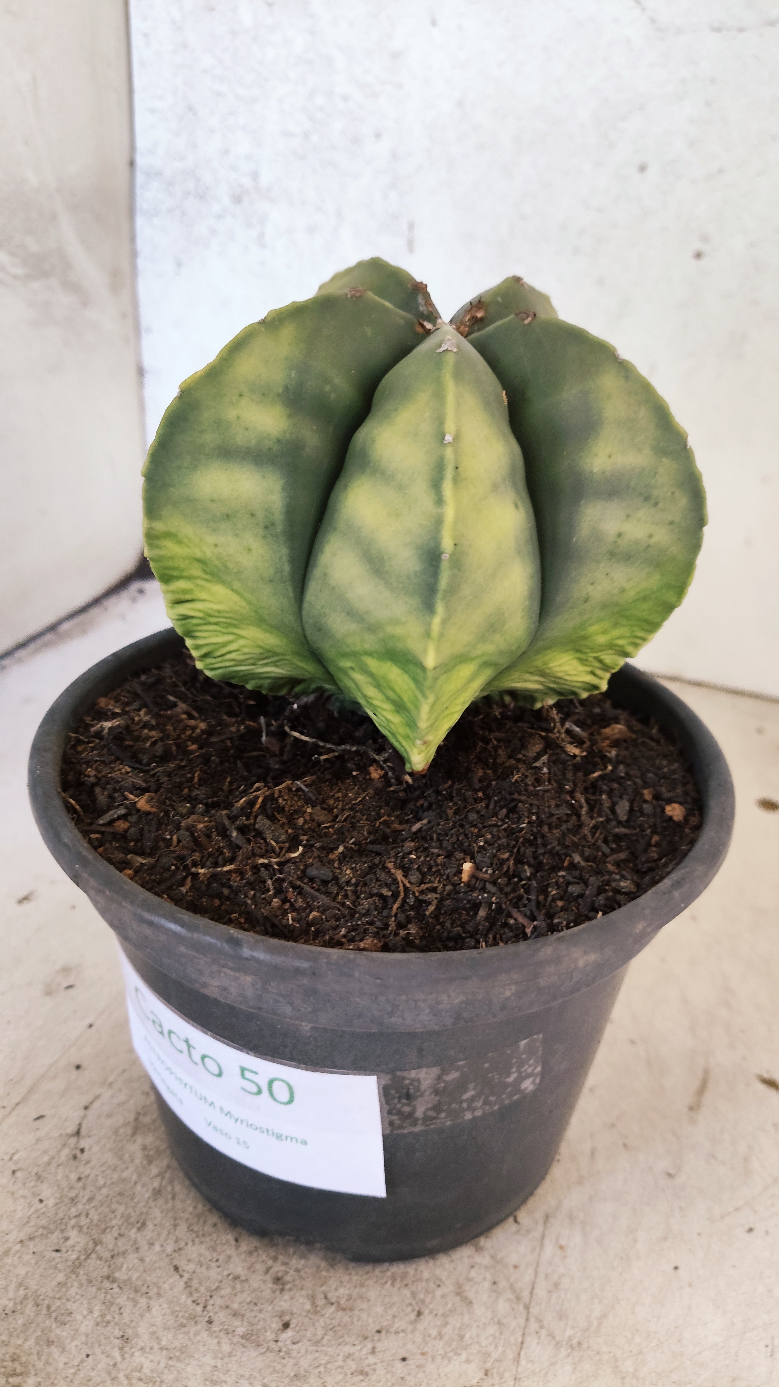 MATRIZ ASTROPHYTUM Myriostigma "Variegata" Nº 50 – vaso 15