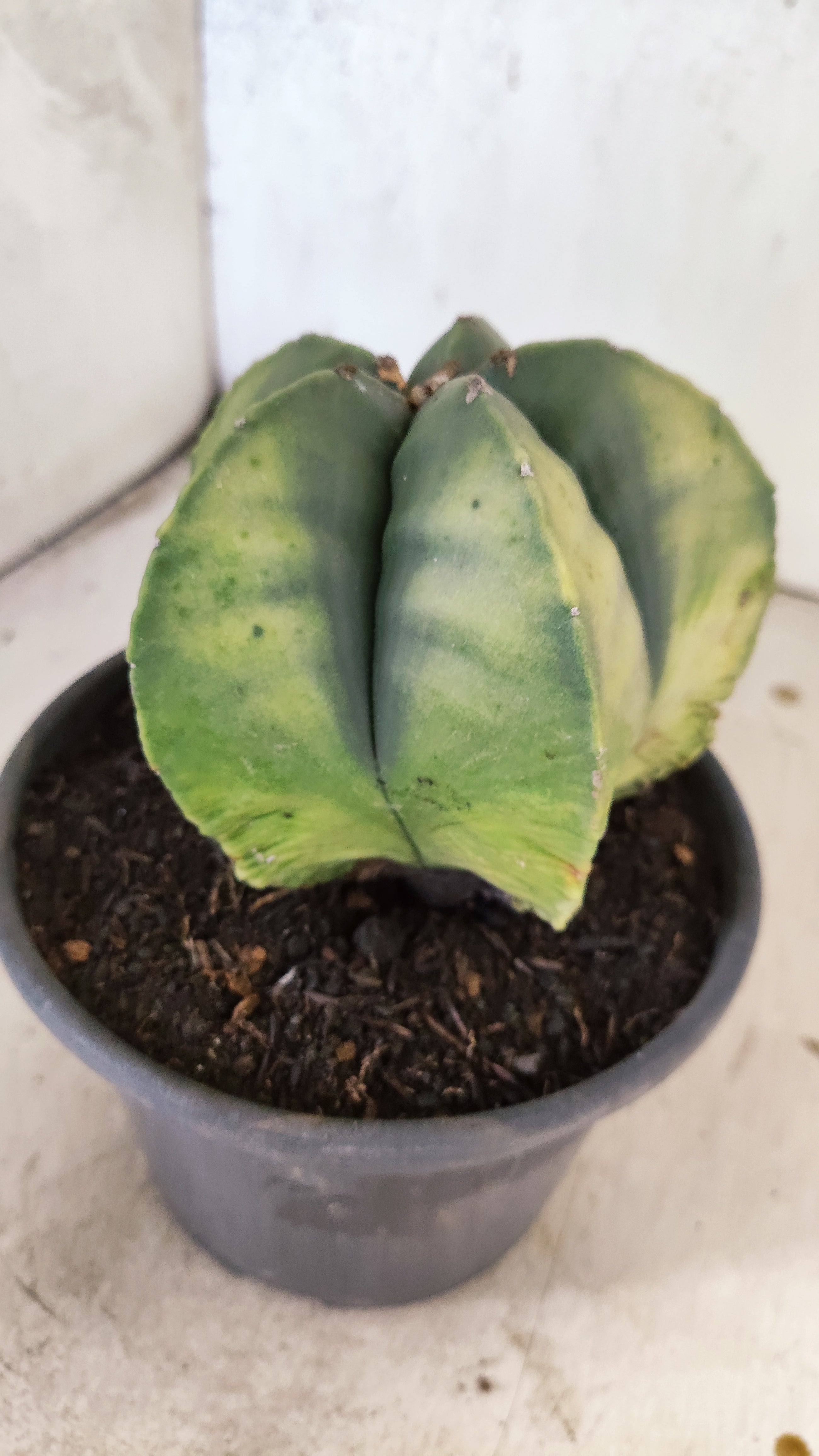 MATRIZ ASTROPHYTUM Myriostigma "Variegata" Nº 50 – vaso 15