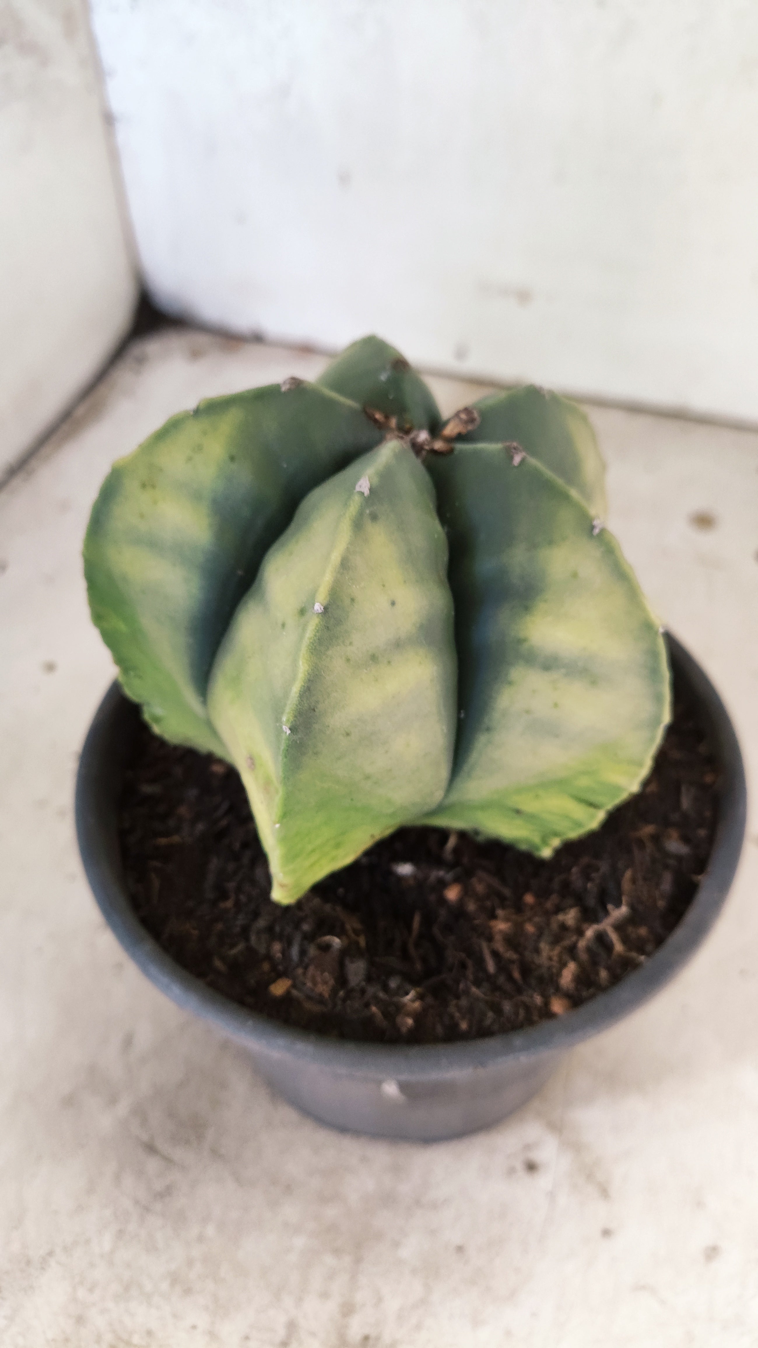MATRIZ ASTROPHYTUM Myriostigma "Variegata" Nº 50 – vaso 15