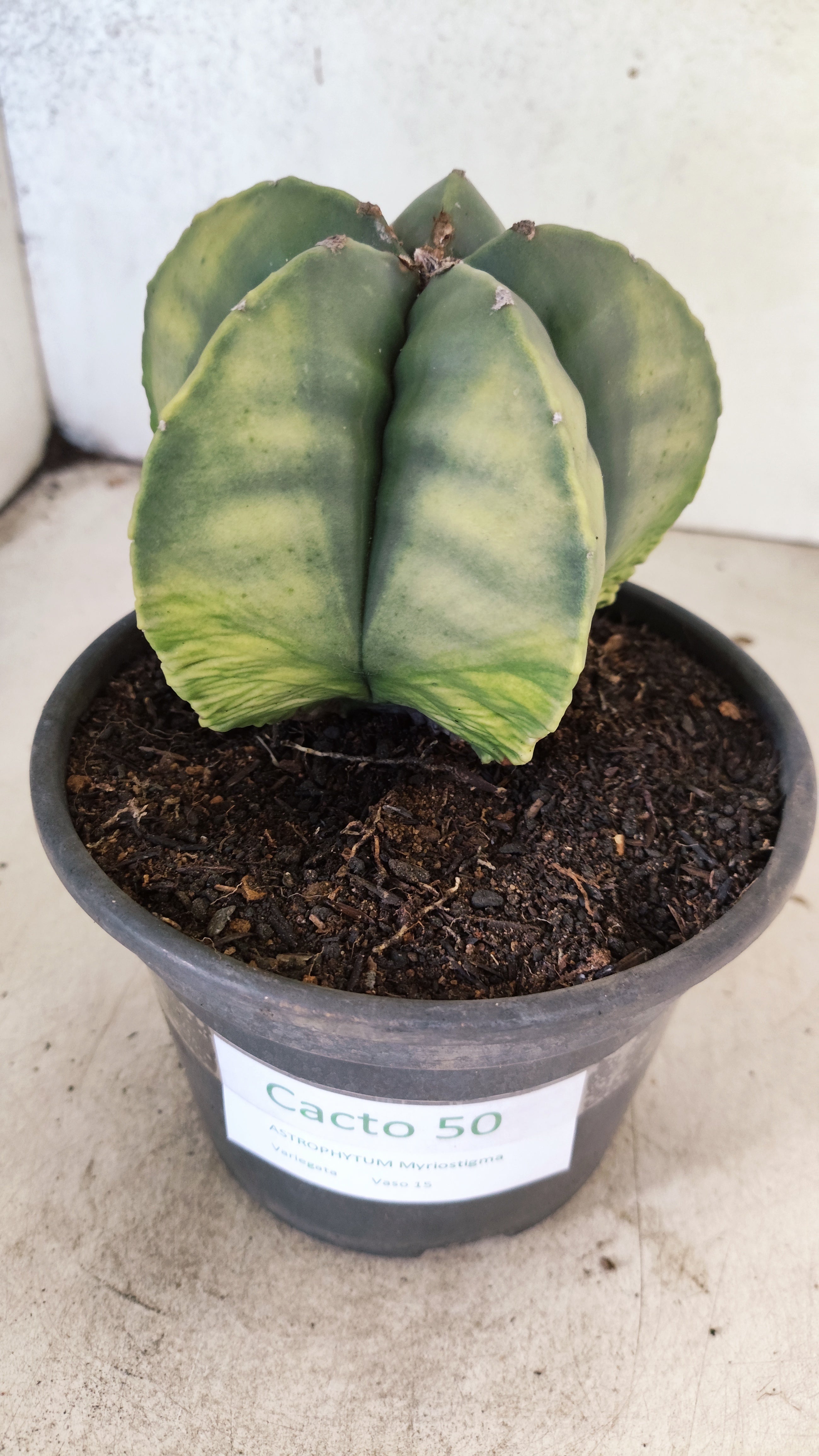 MATRIZ ASTROPHYTUM Myriostigma "Variegata" Nº 50 – vaso 15