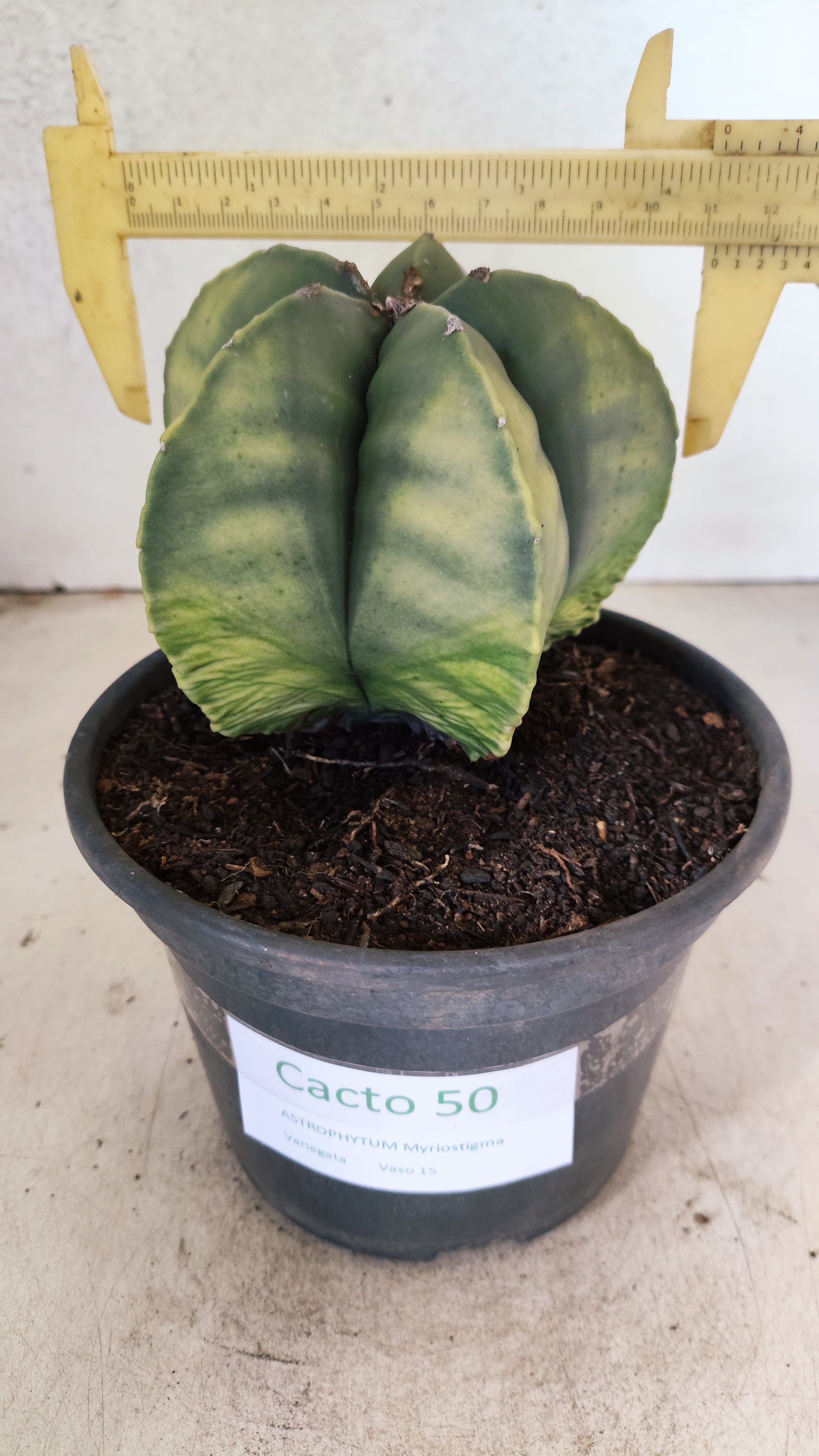 MATRIZ ASTROPHYTUM Myriostigma "Variegata" Nº 50 – vaso 15