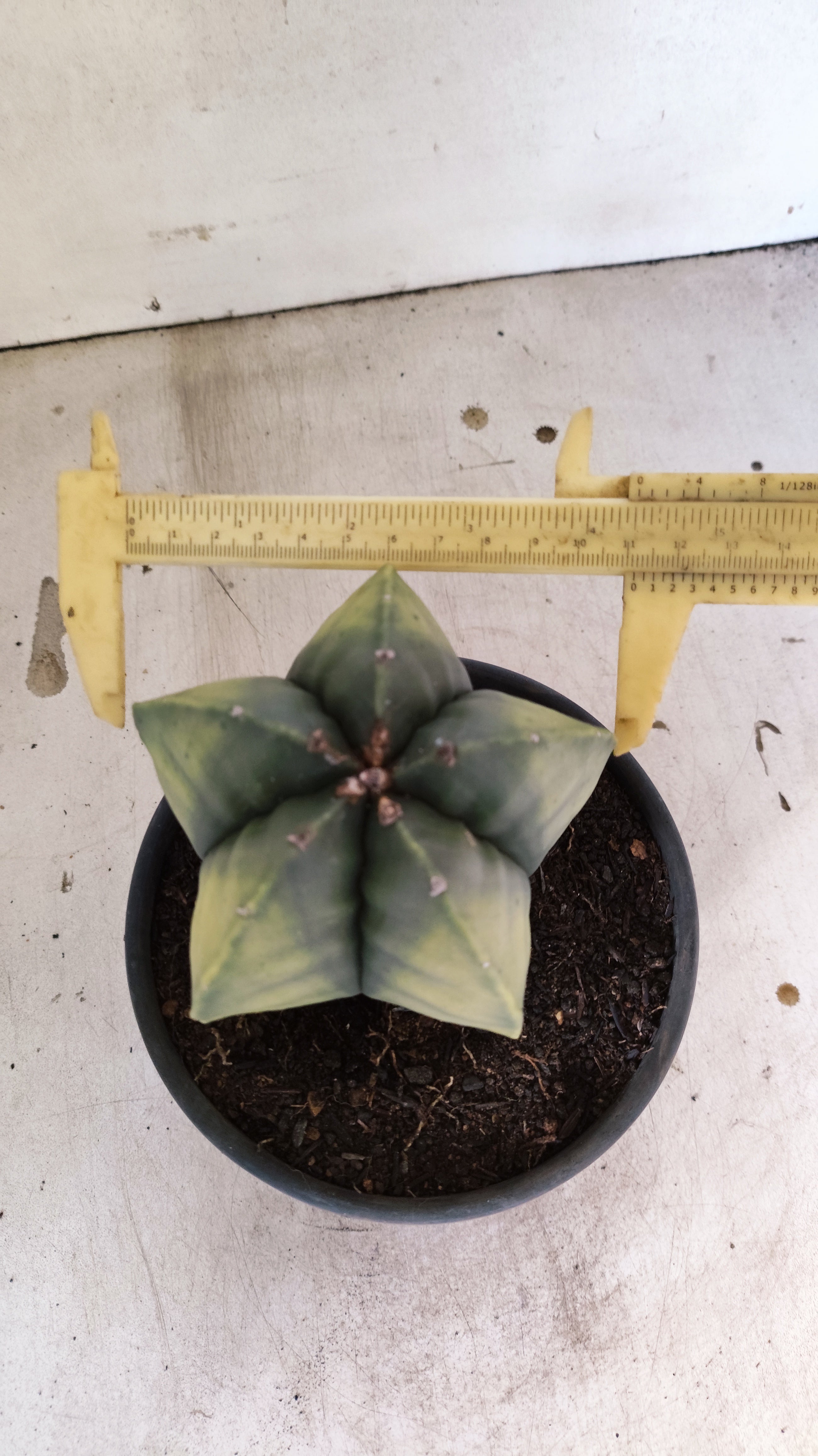MATRIZ ASTROPHYTUM Myriostigma "Variegata" Nº 50 – vaso 15