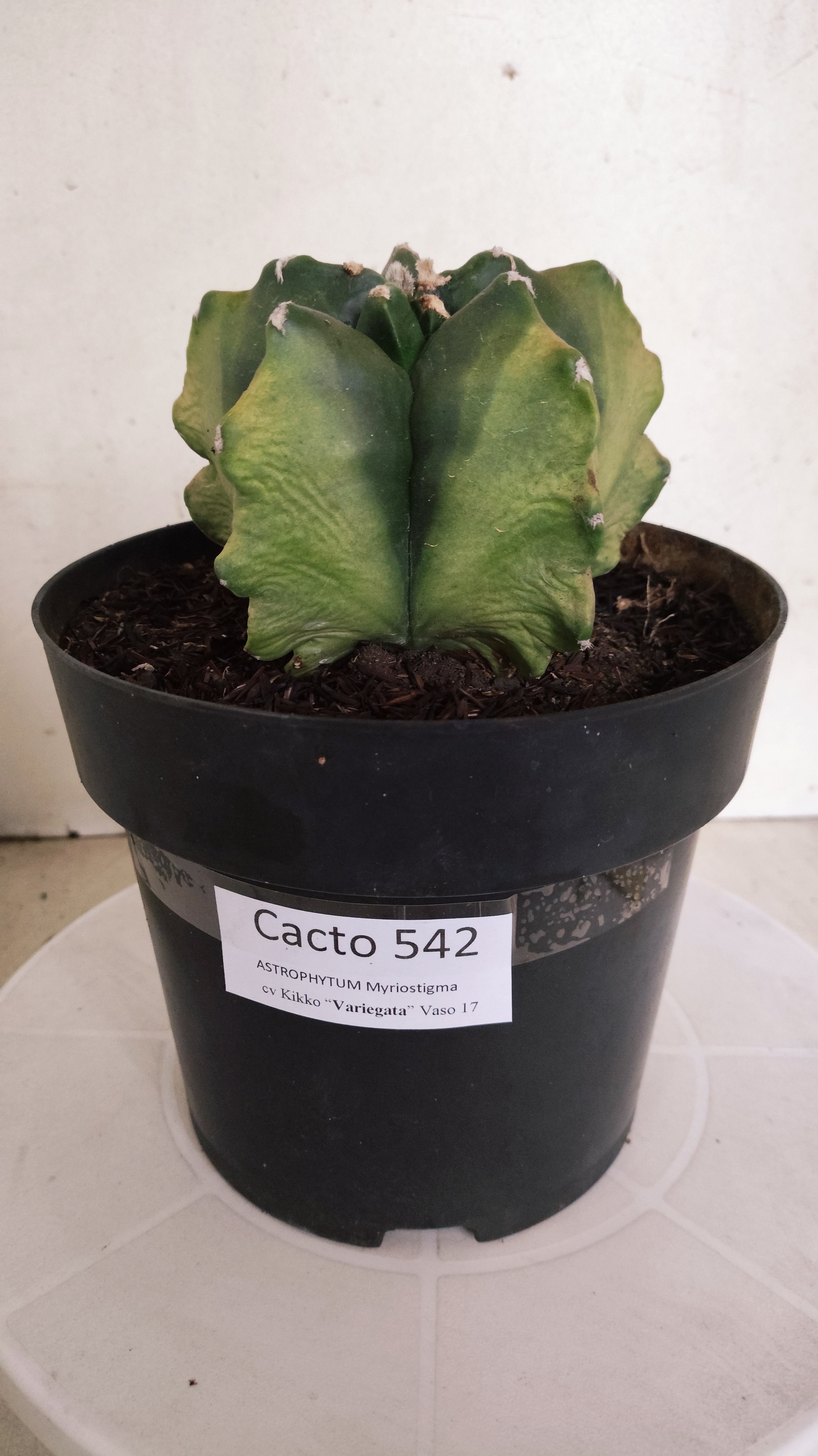 MATRIZ ASTROPHYTUM cv KIKKO "Variegata" Nº 542 – vaso 17