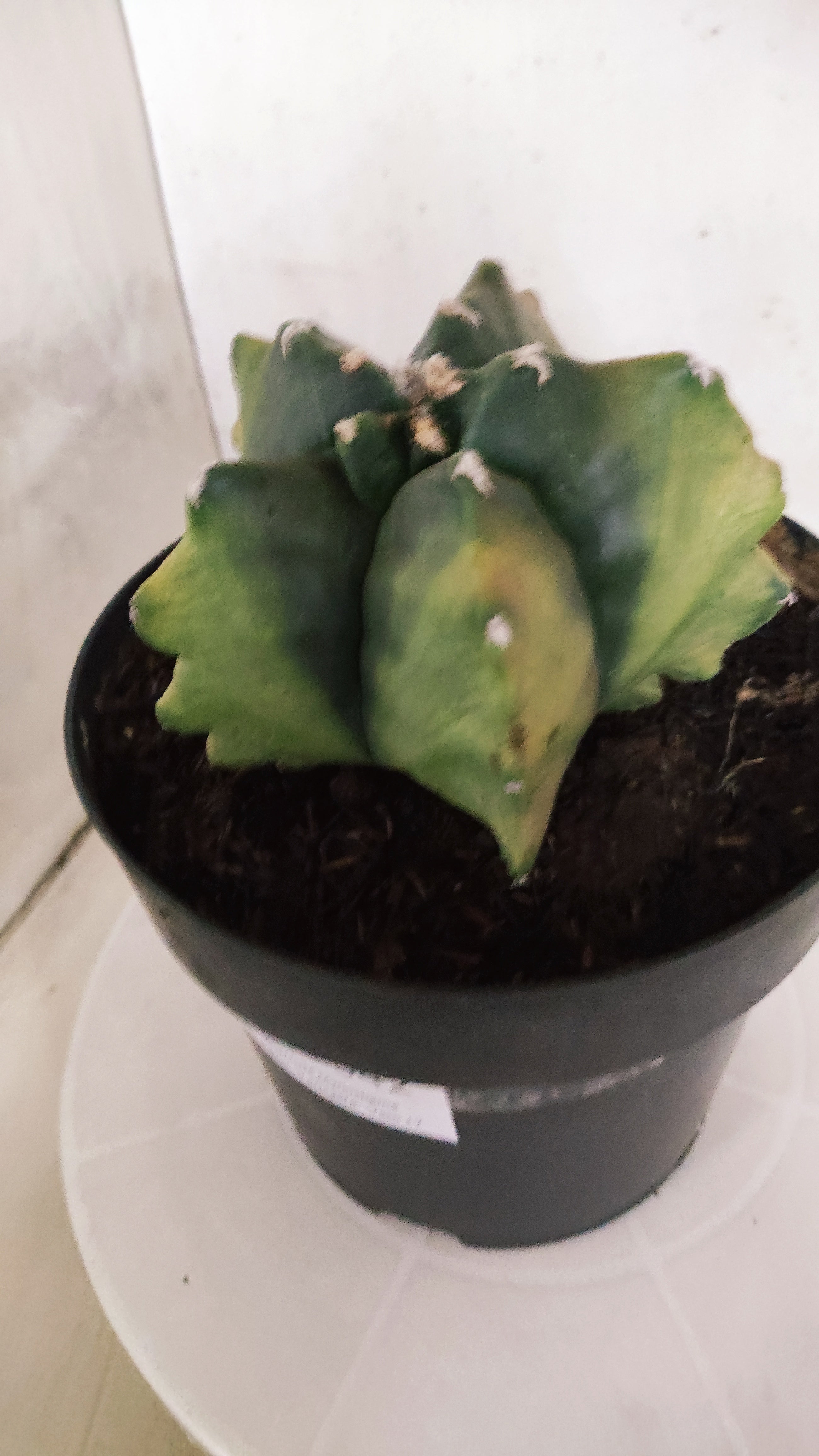 MATRIZ ASTROPHYTUM cv KIKKO "Variegata" Nº 542 – vaso 17