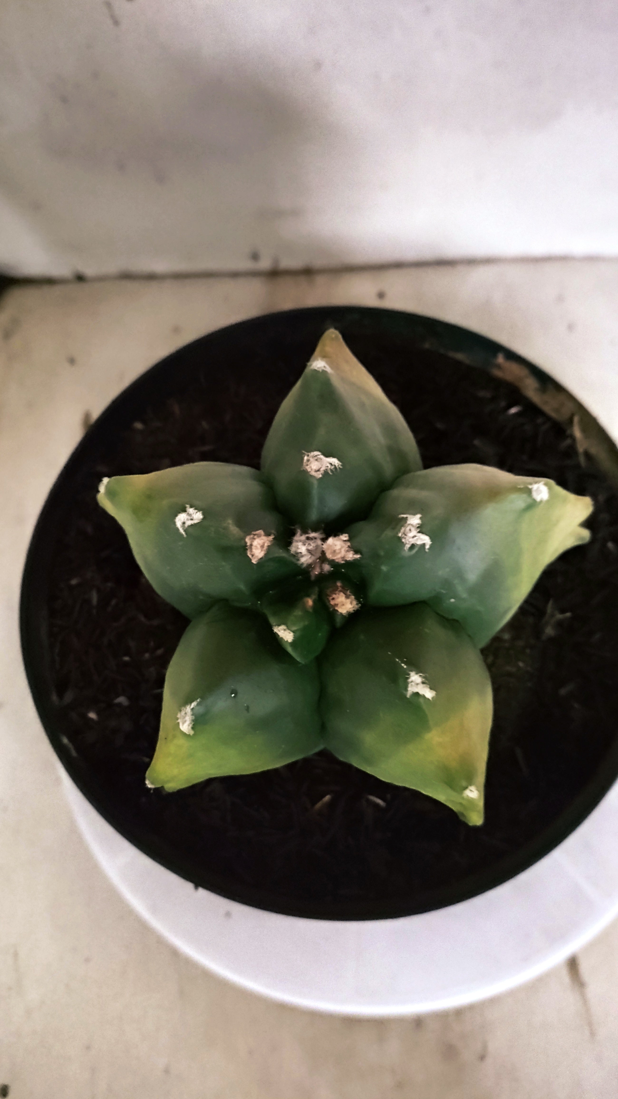 MATRIZ ASTROPHYTUM cv KIKKO "Variegata" Nº 542 – vaso 17