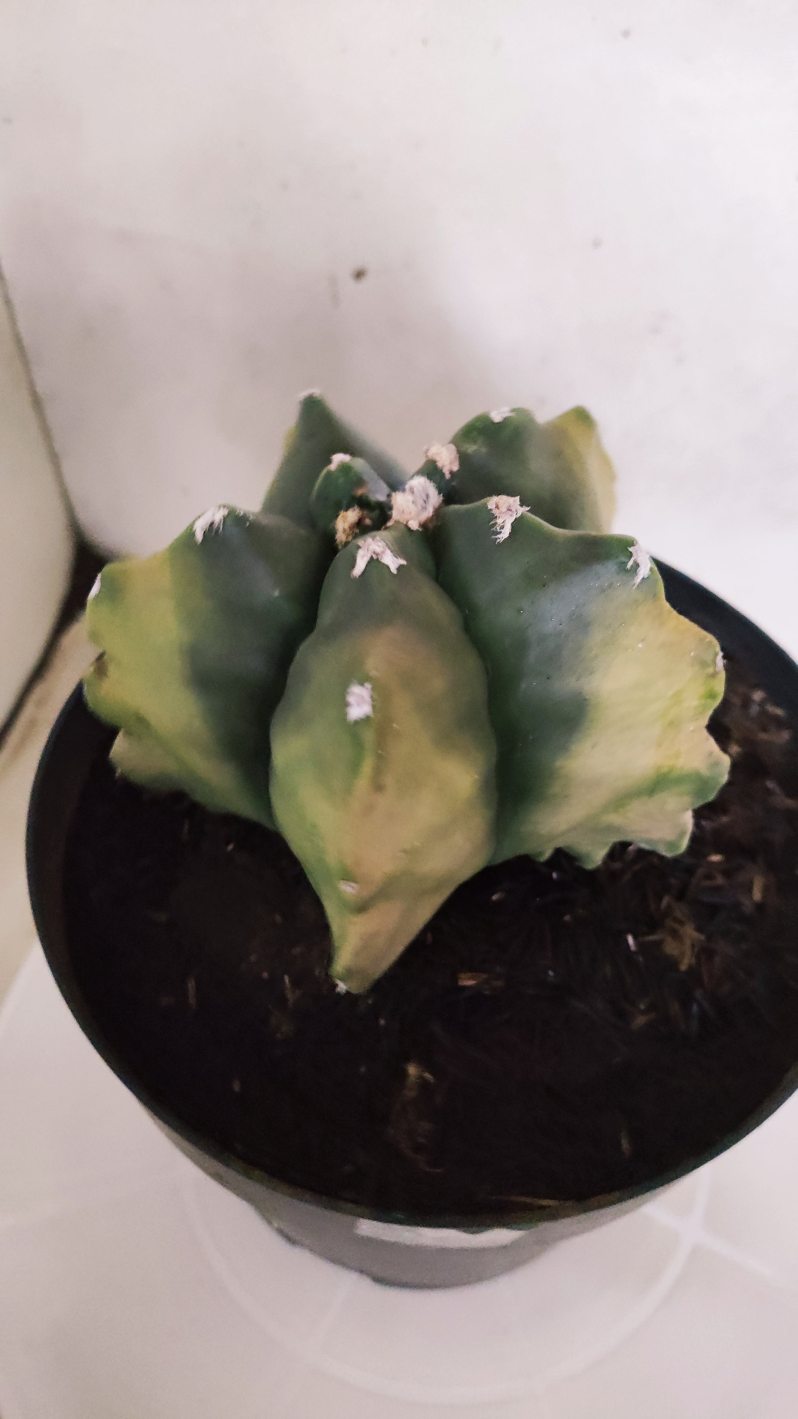 MATRIZ ASTROPHYTUM cv KIKKO "Variegata" Nº 542 – vaso 17