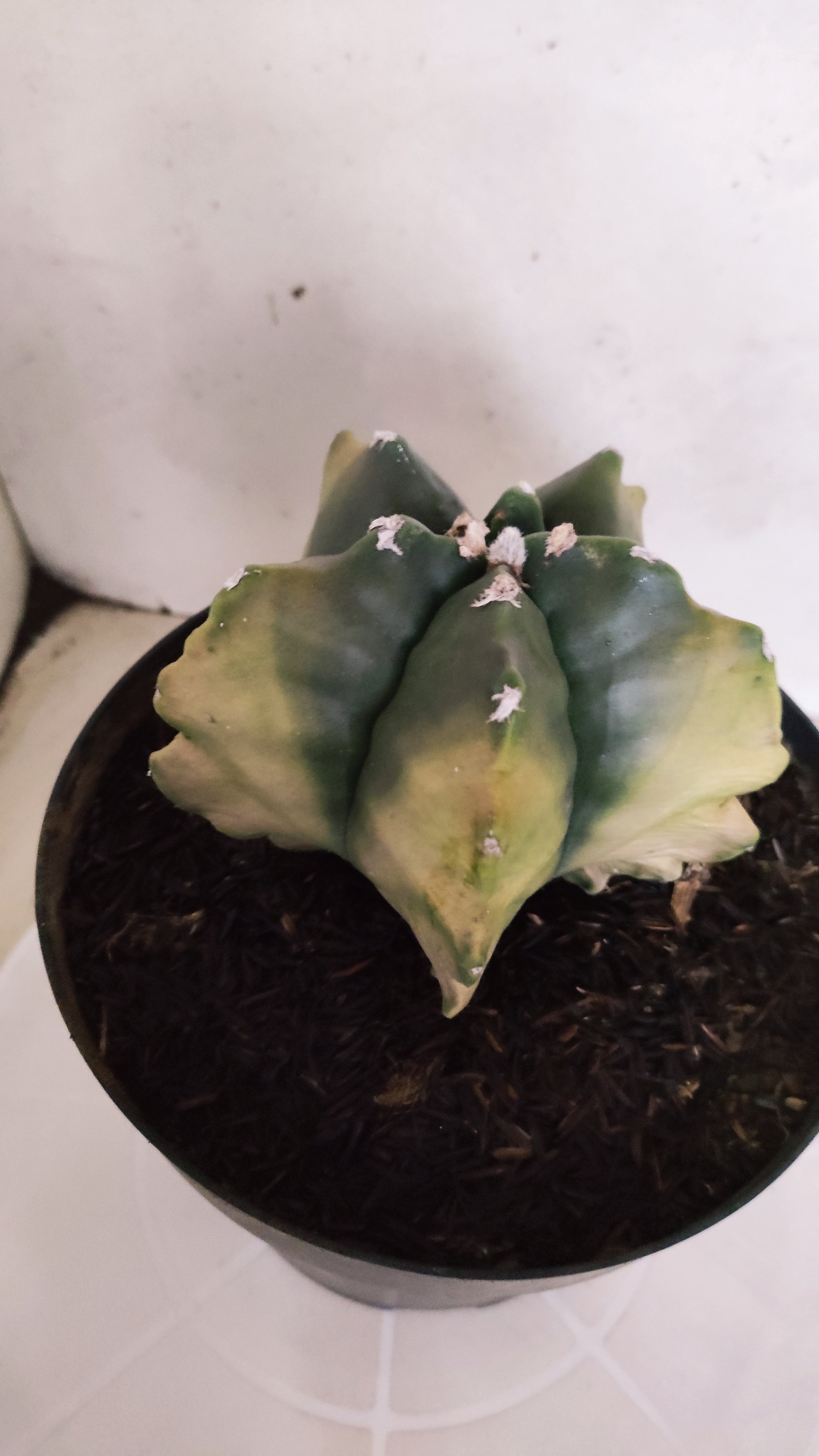 MATRIZ ASTROPHYTUM cv KIKKO "Variegata" Nº 542 – vaso 17