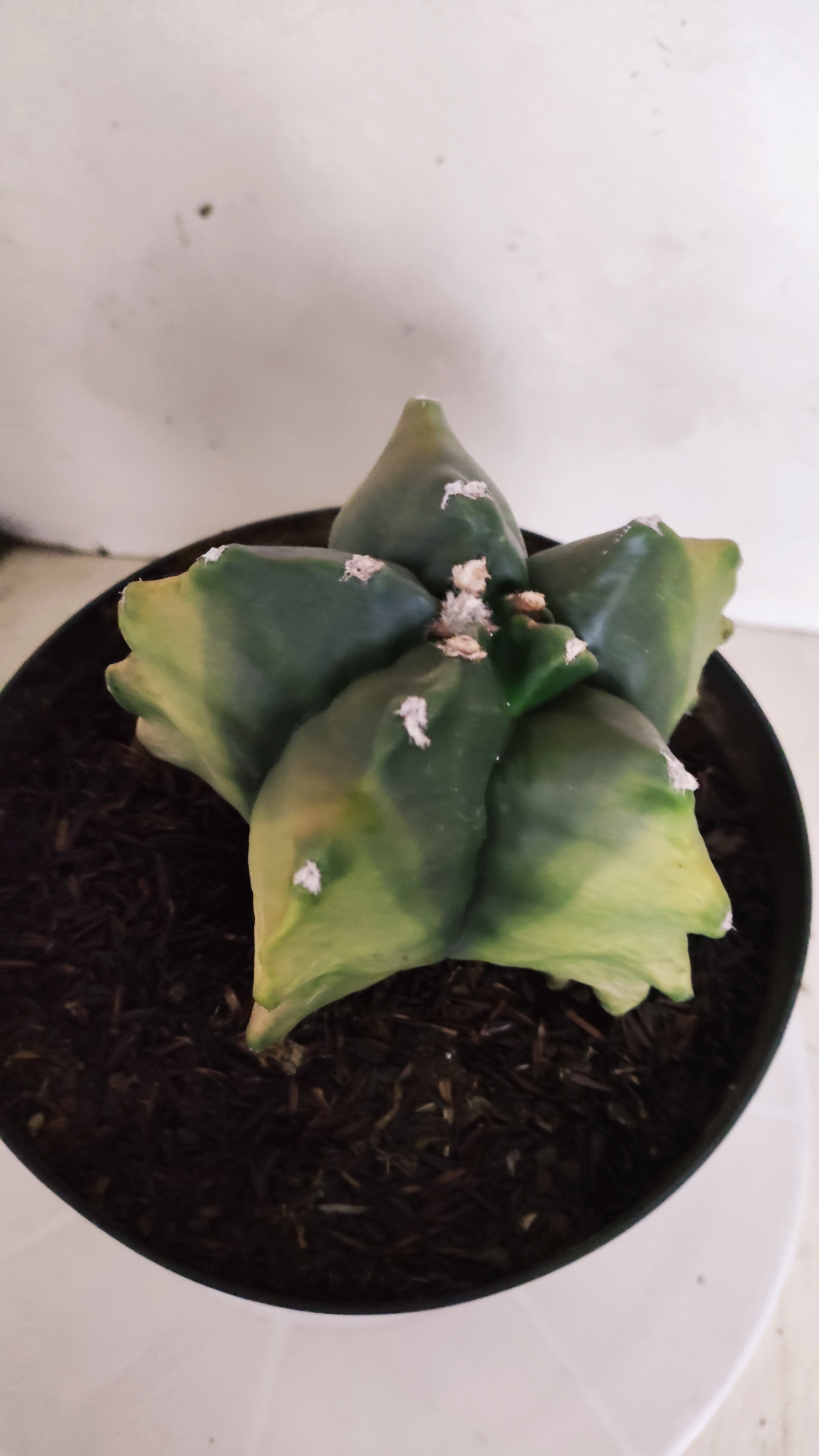 MATRIZ ASTROPHYTUM cv KIKKO "Variegata" Nº 542 – vaso 17