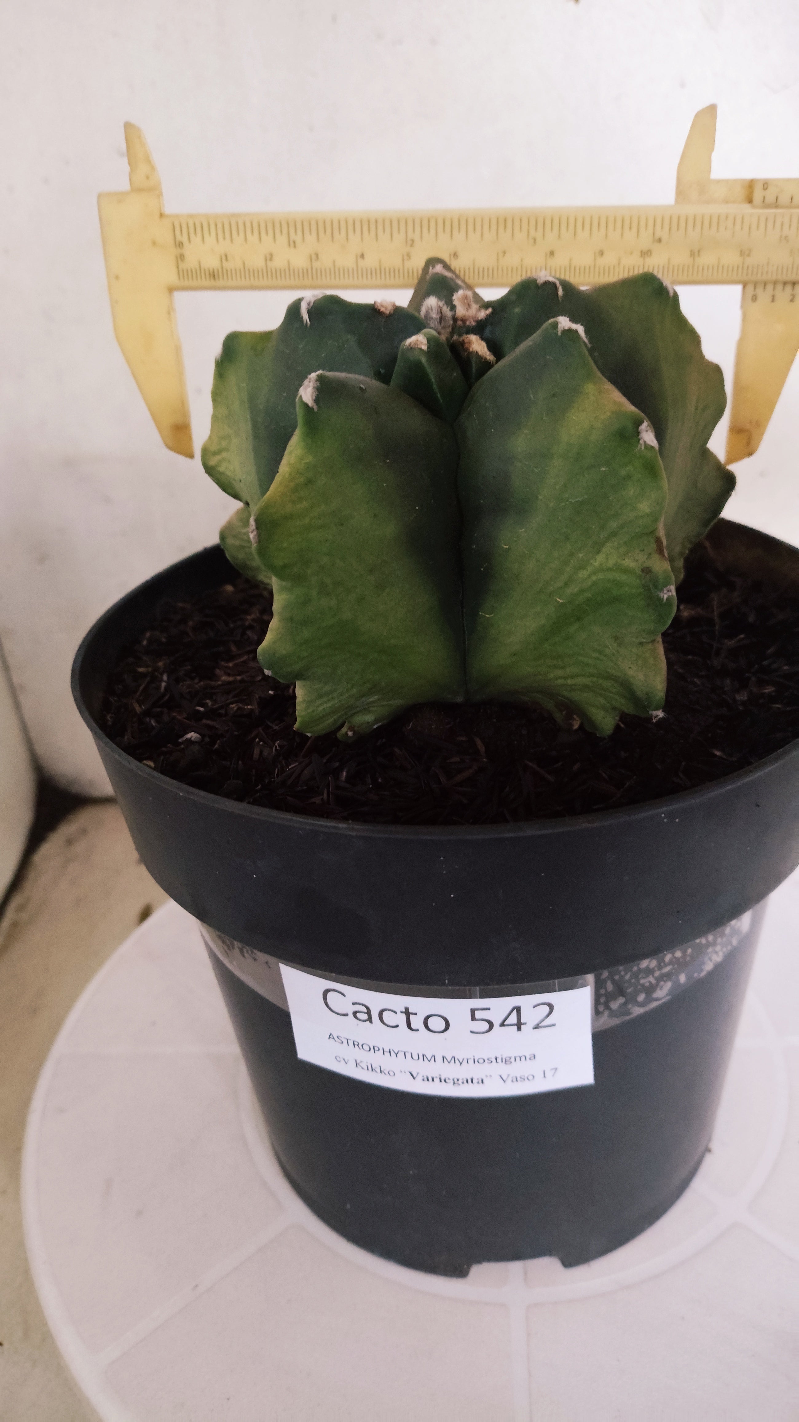 MATRIZ ASTROPHYTUM cv KIKKO "Variegata" Nº 542 – vaso 17