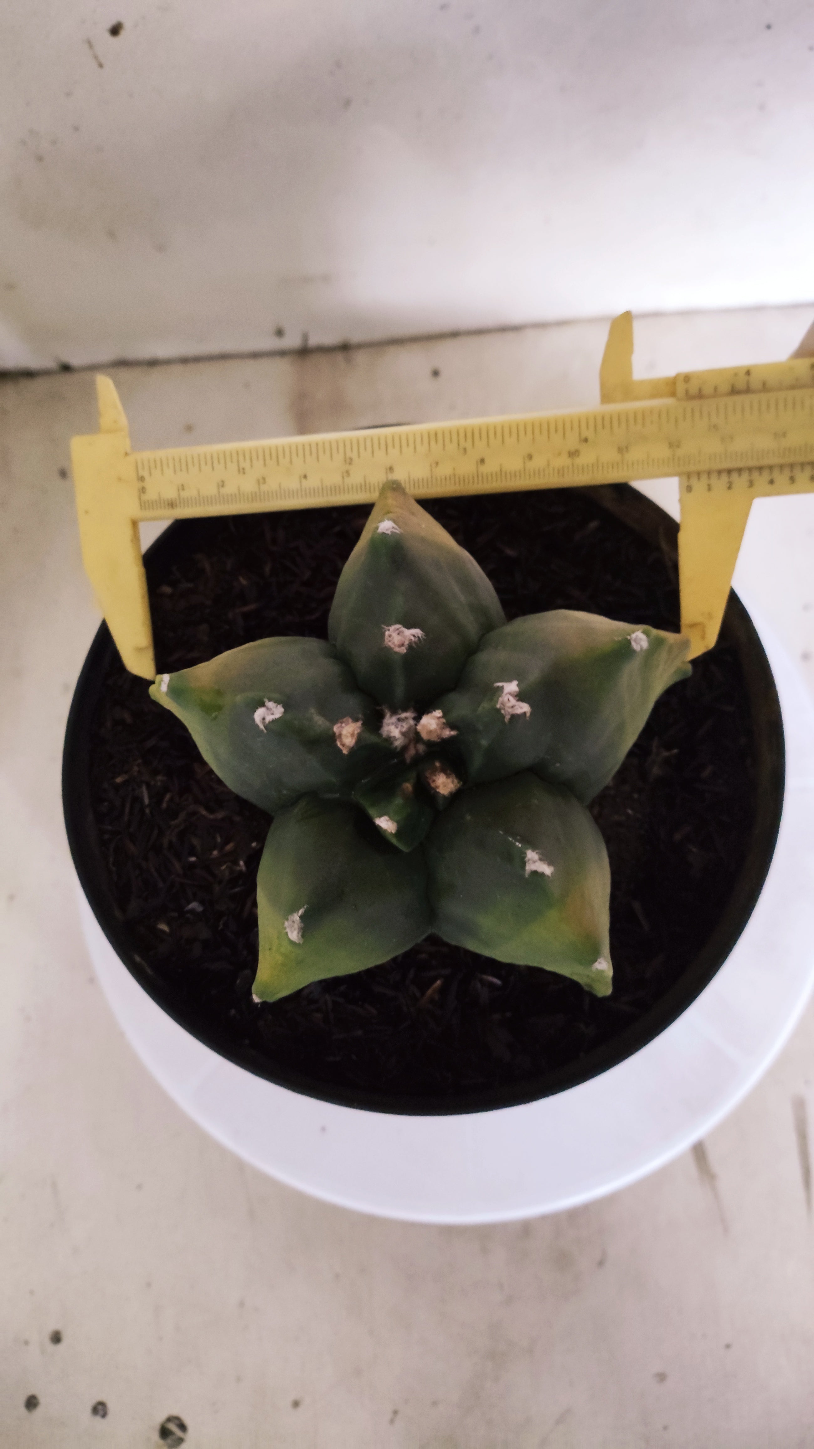 MATRIZ ASTROPHYTUM cv KIKKO "Variegata" Nº 542 – vaso 17