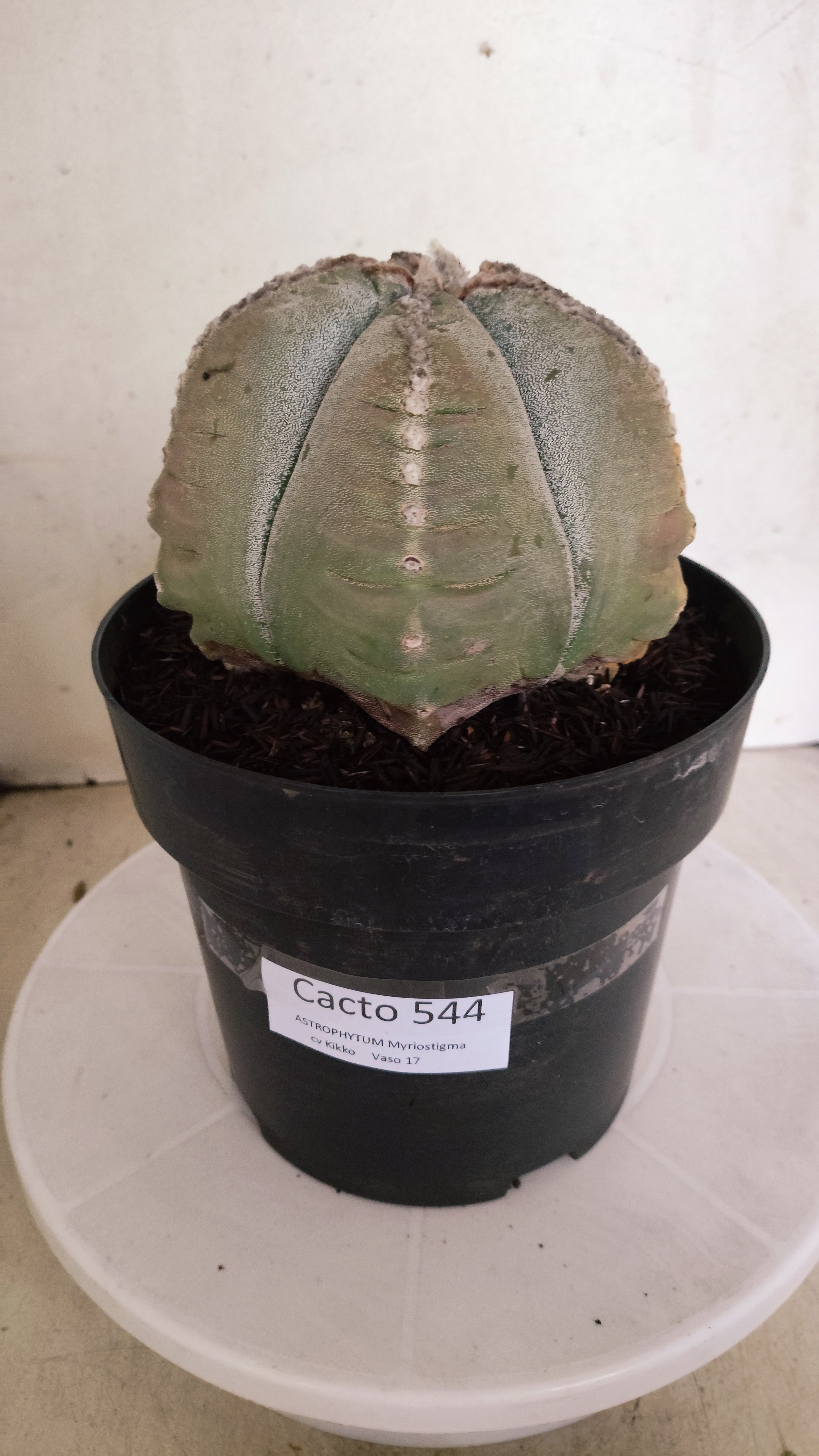 MATRIZ ASTROPHYTUM cv KIKKO Nº 544 – vaso 17