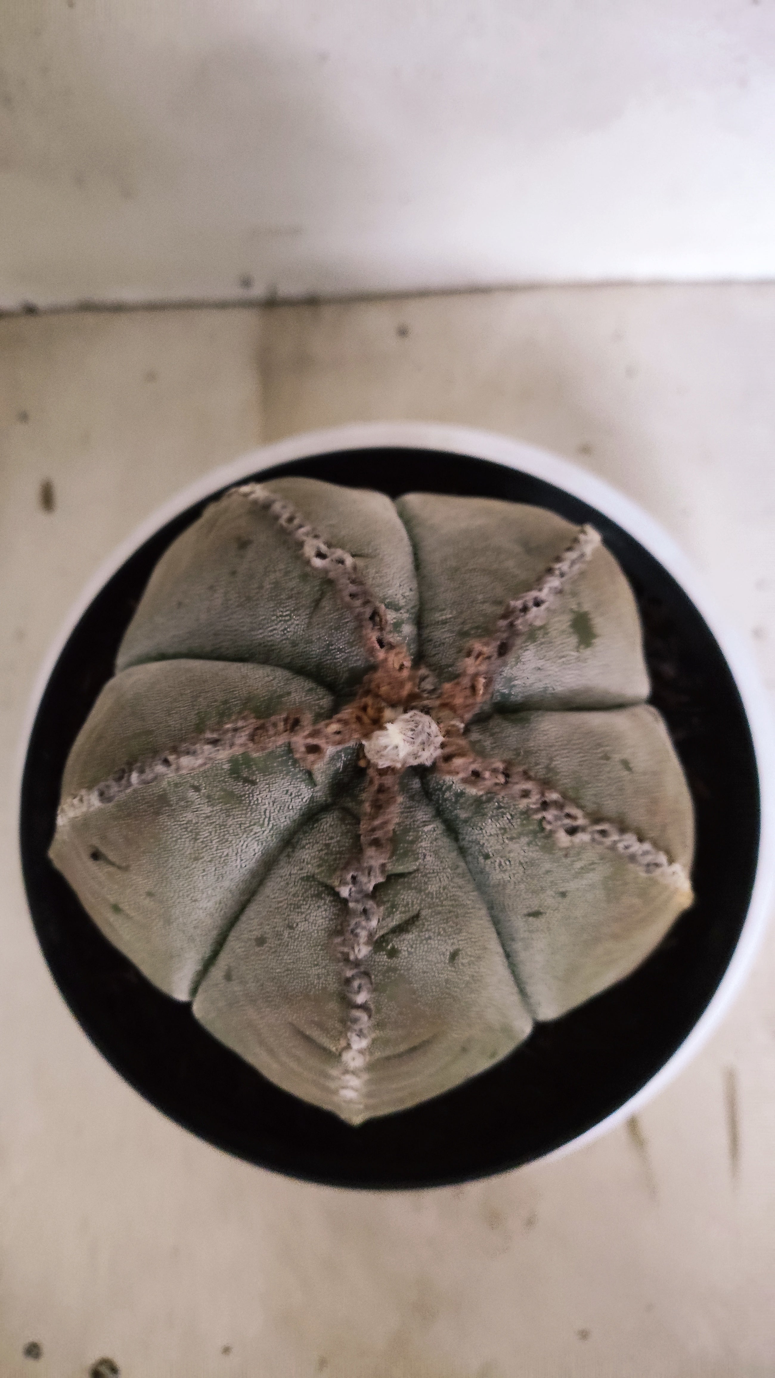 MATRIZ ASTROPHYTUM cv KIKKO Nº 544 – vaso 17