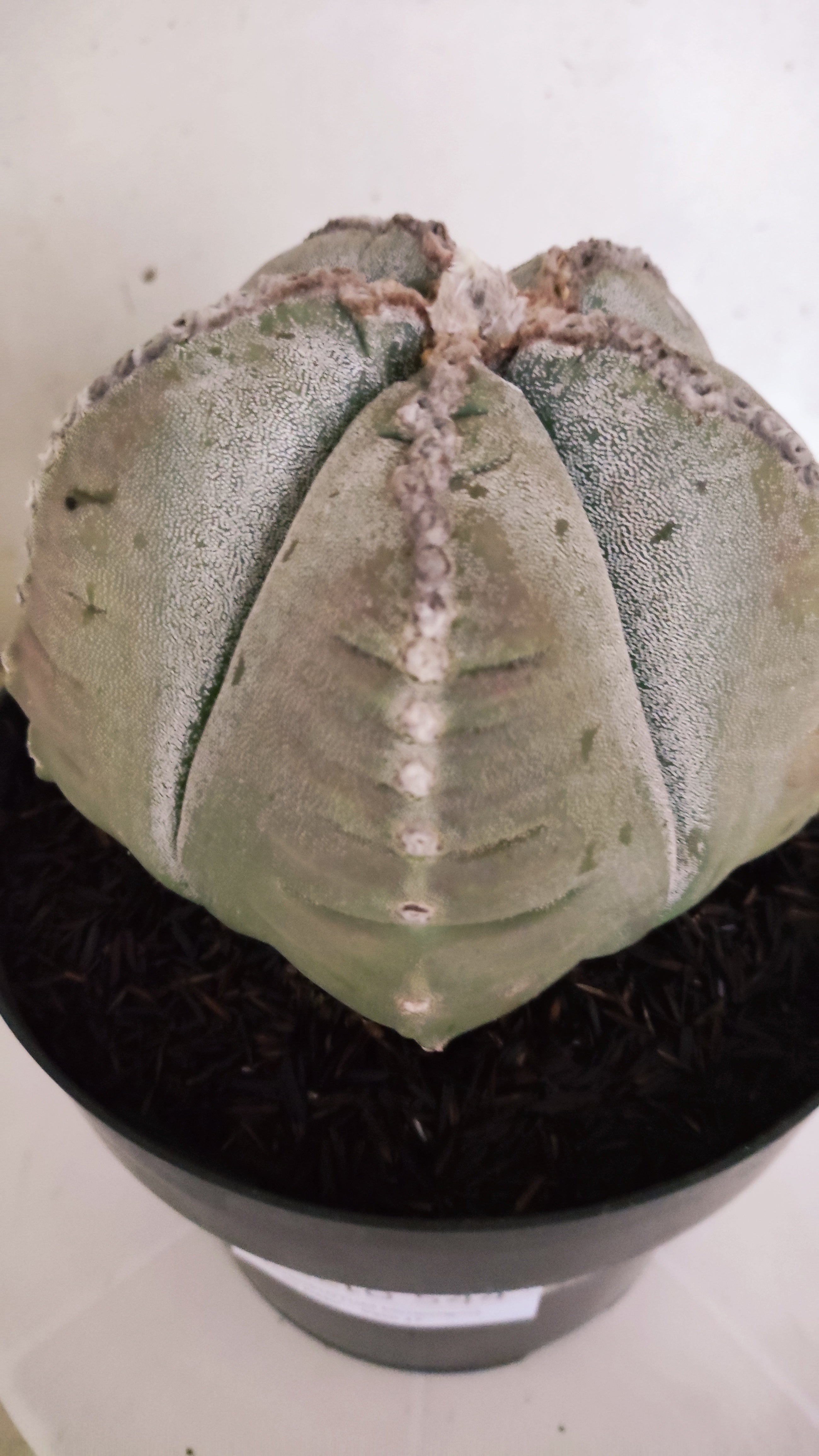 MATRIZ ASTROPHYTUM cv KIKKO Nº 544 – vaso 17