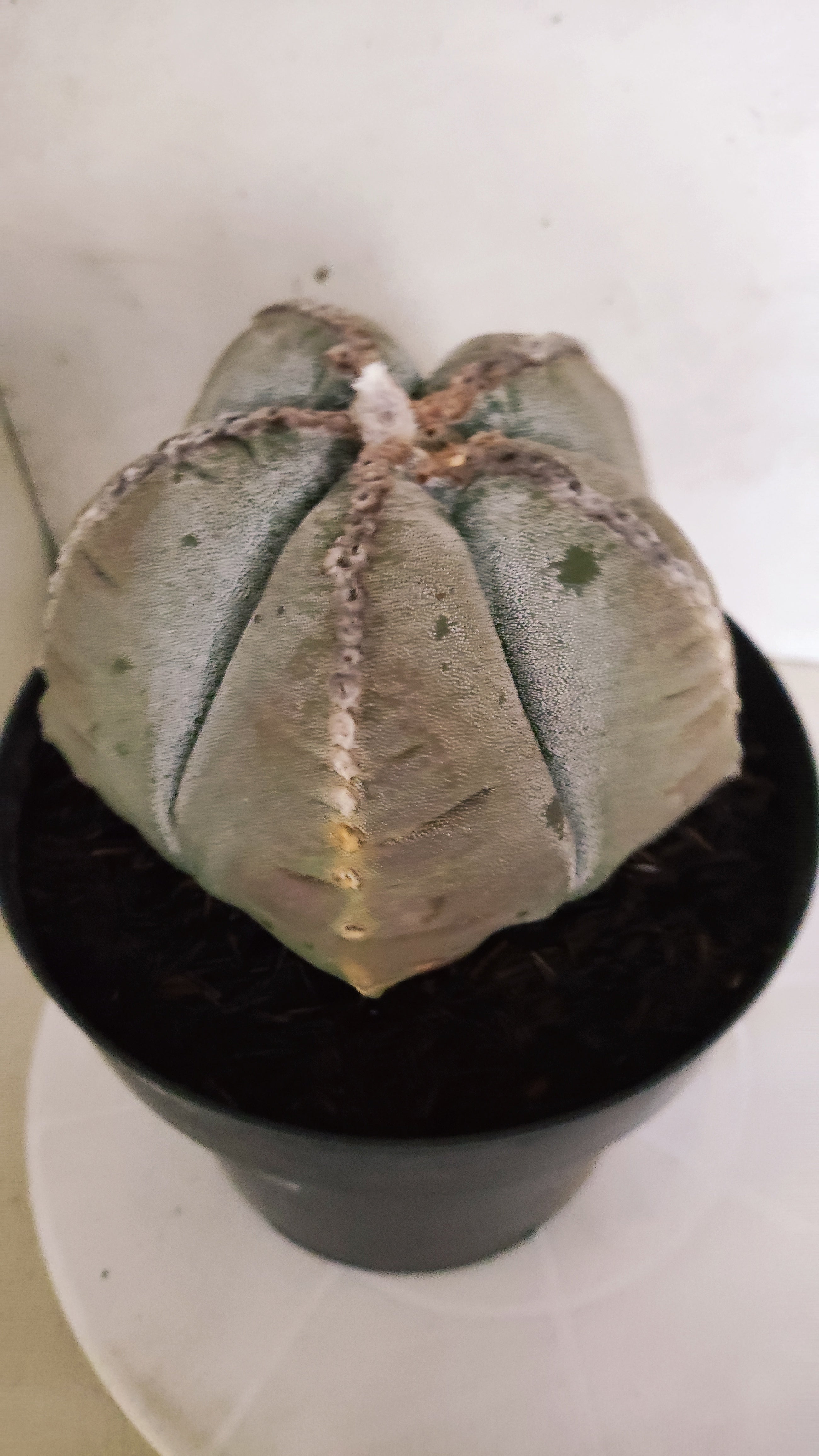 MATRIZ ASTROPHYTUM cv KIKKO Nº 544 – vaso 17