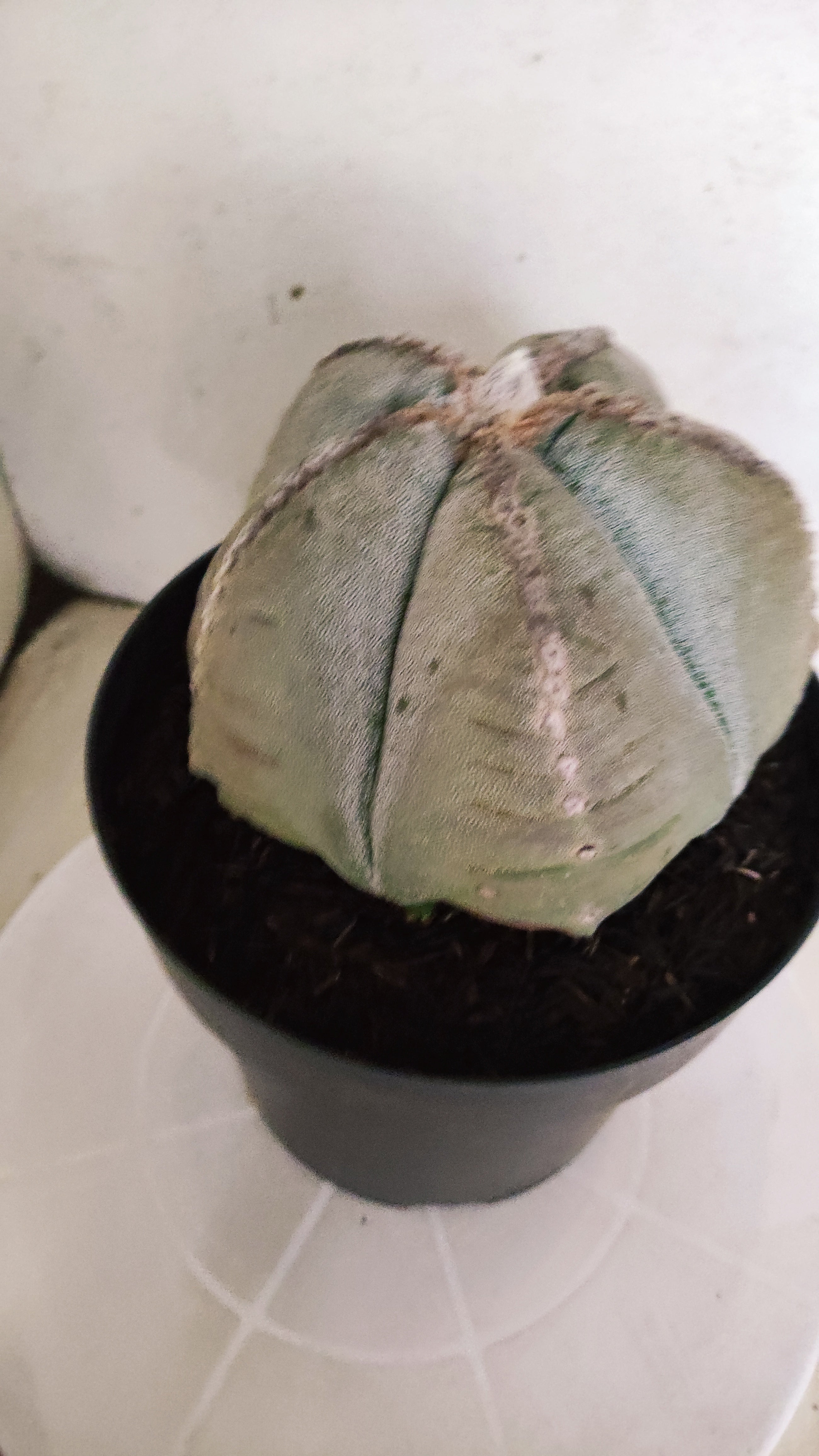 MATRIZ ASTROPHYTUM cv KIKKO Nº 544 – vaso 17