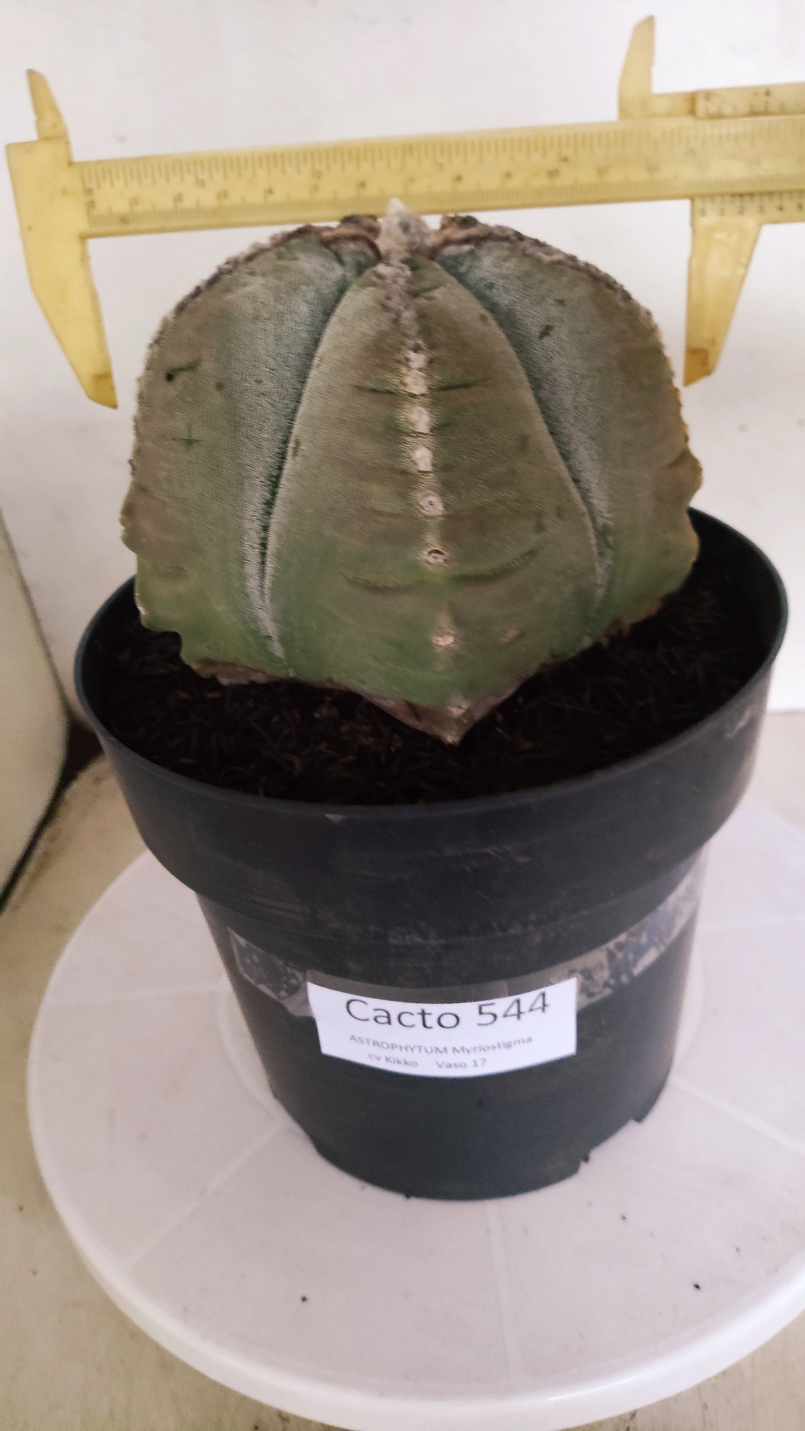 MATRIZ ASTROPHYTUM cv KIKKO Nº 544 – vaso 17