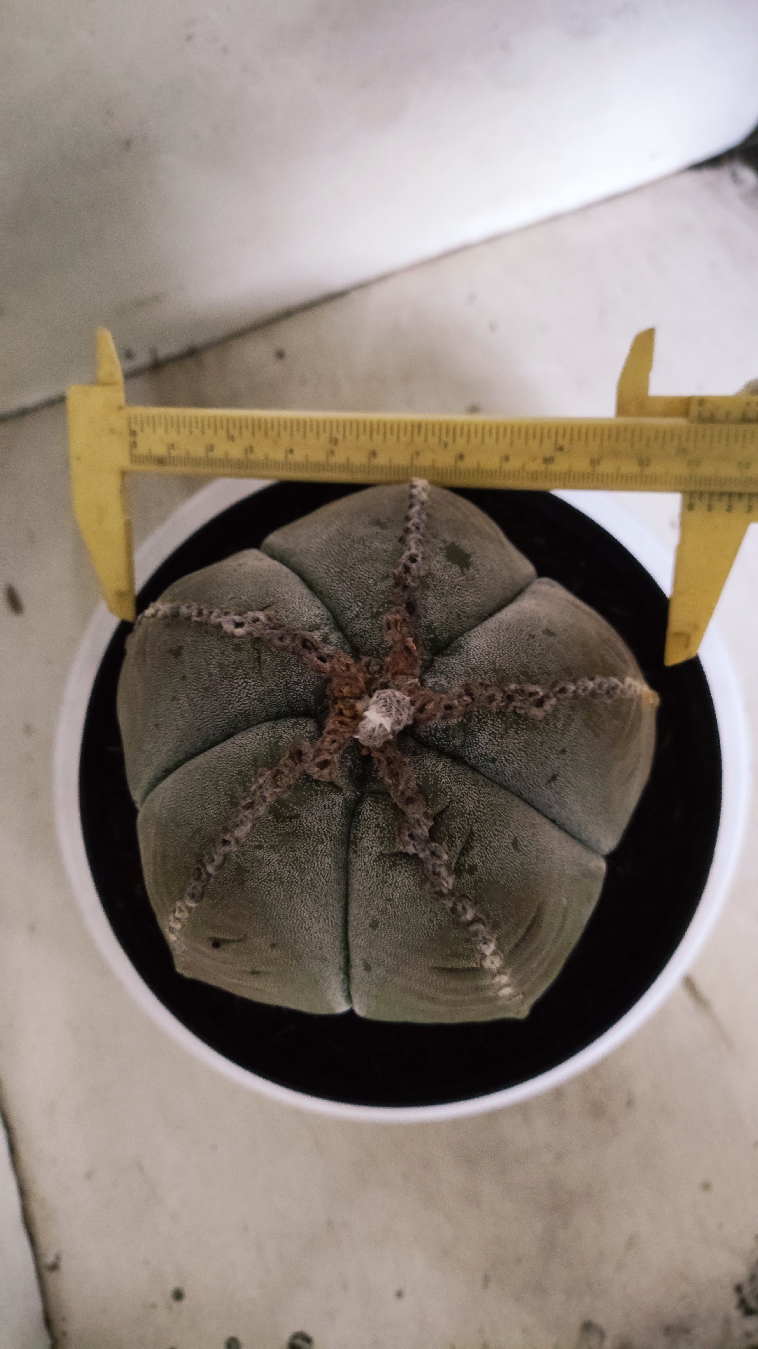 MATRIZ ASTROPHYTUM cv KIKKO Nº 544 – vaso 17