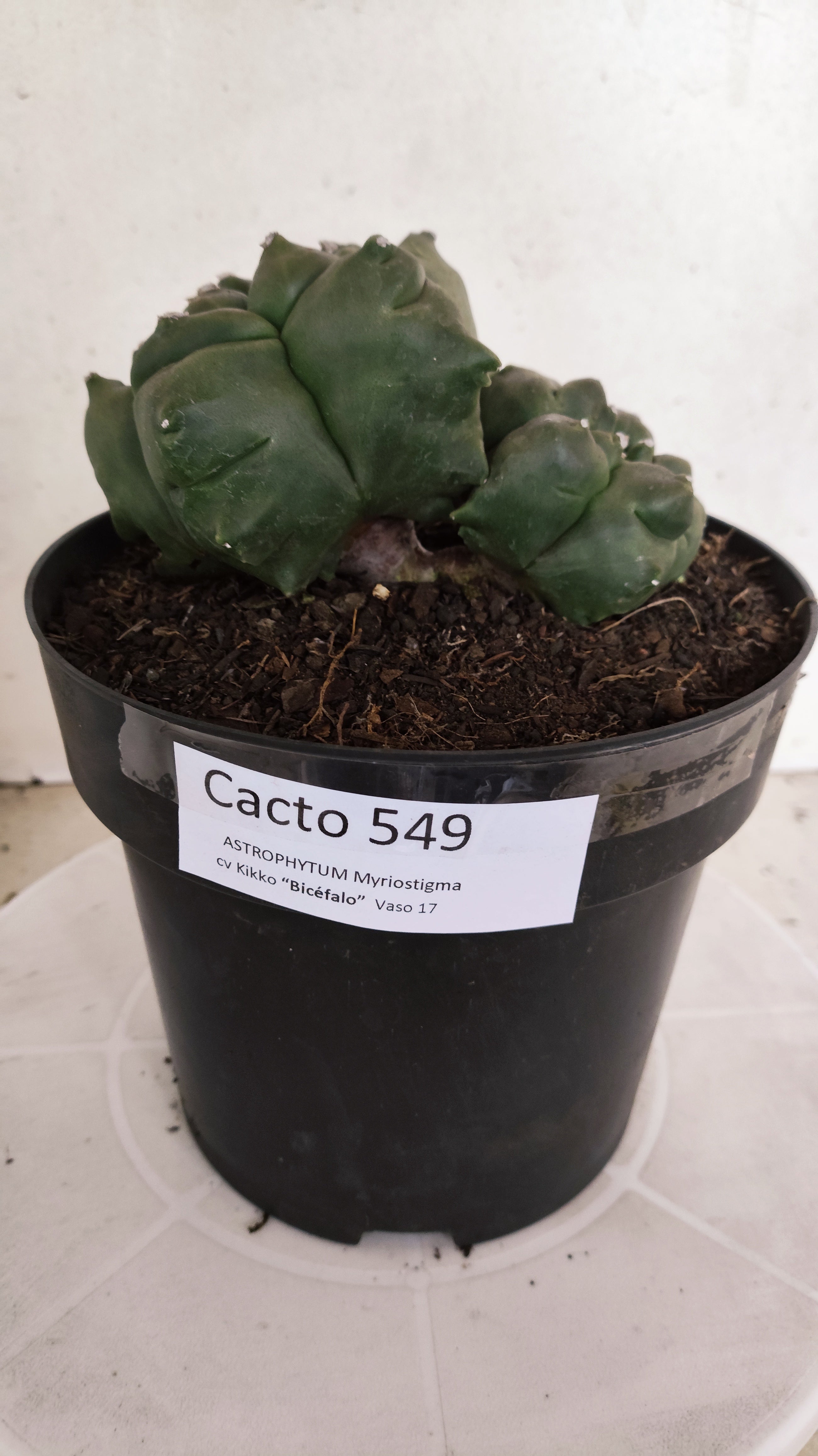 MATRIZ ASTROPHYTUM cv KIKKO "BICÉFALO" Nº 549 – vaso 17