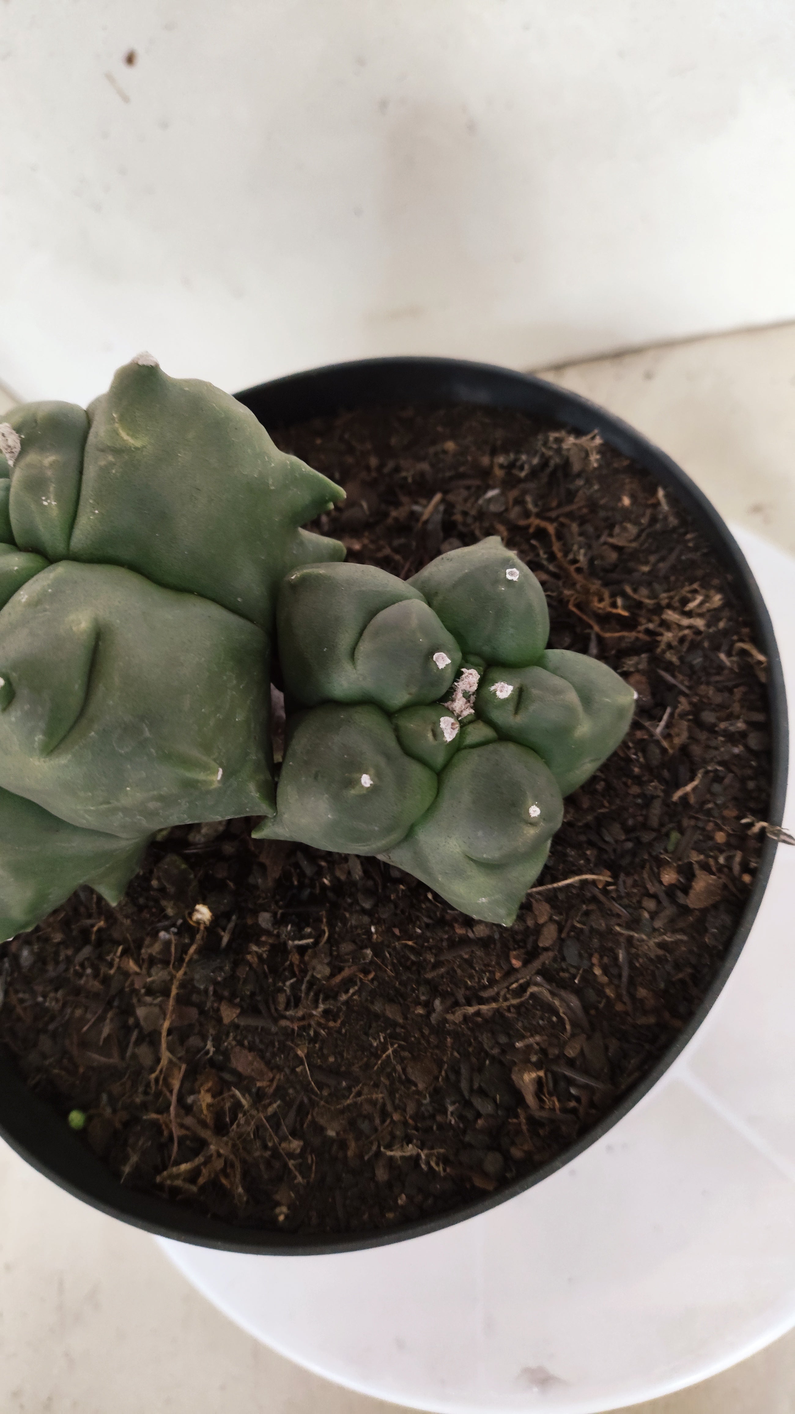 MATRIZ ASTROPHYTUM cv KIKKO "BICÉFALO" Nº 549 – vaso 17