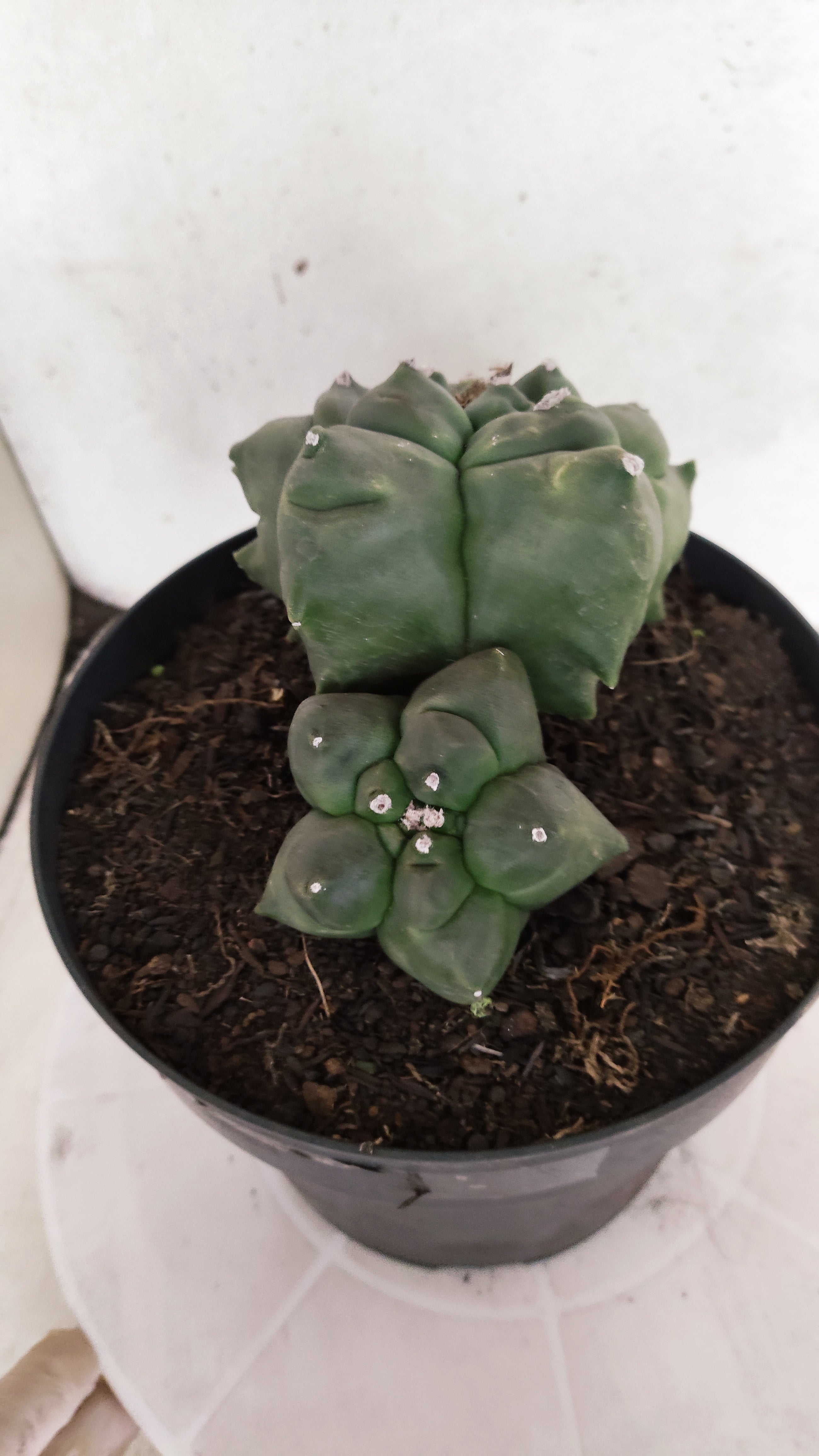 MATRIZ ASTROPHYTUM cv KIKKO "BICÉFALO" Nº 549 – vaso 17