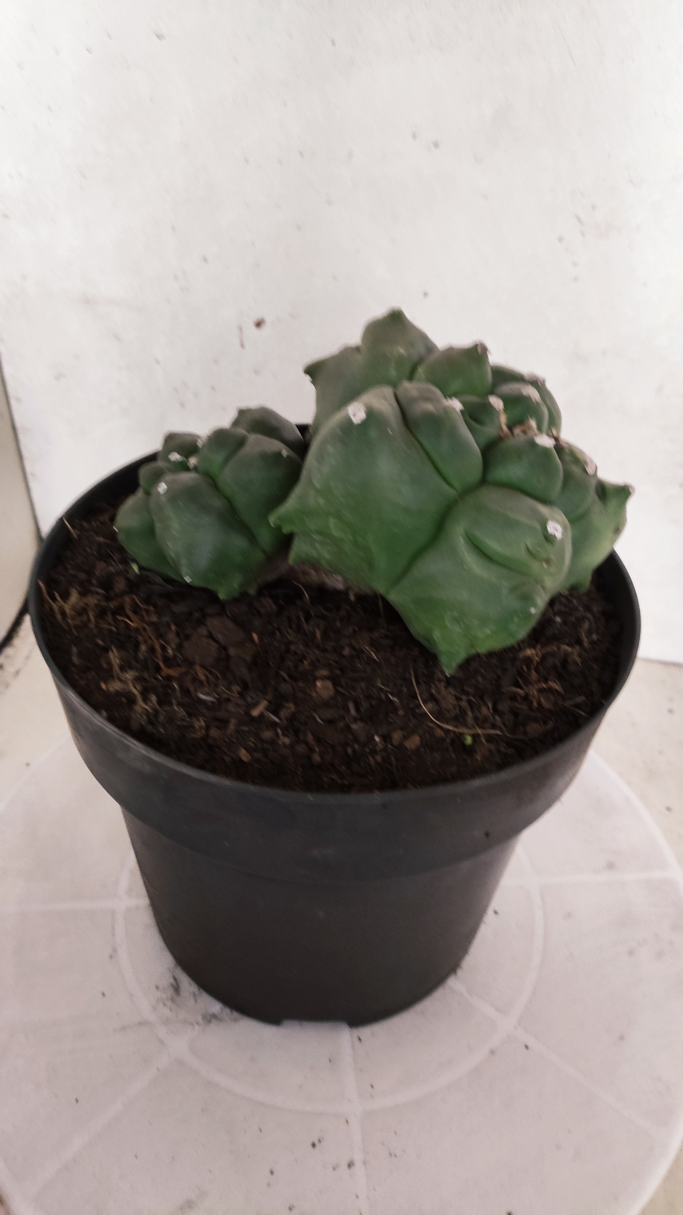 MATRIZ ASTROPHYTUM cv KIKKO "BICÉFALO" Nº 549 – vaso 17