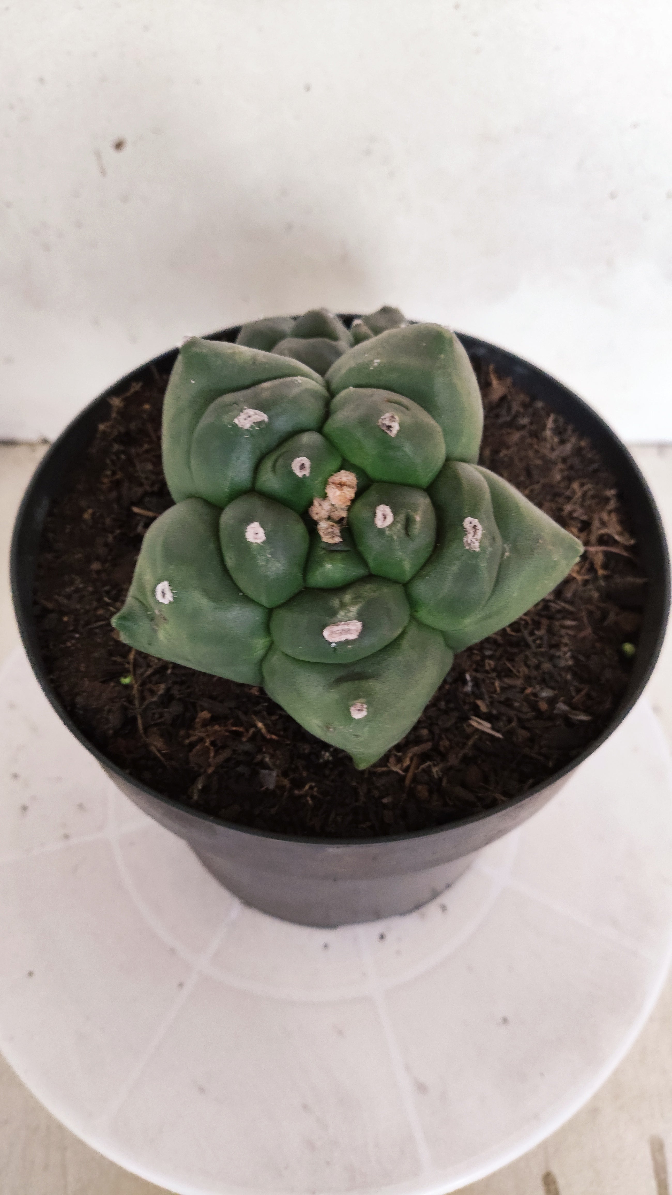 MATRIZ ASTROPHYTUM cv KIKKO "BICÉFALO" Nº 549 – vaso 17
