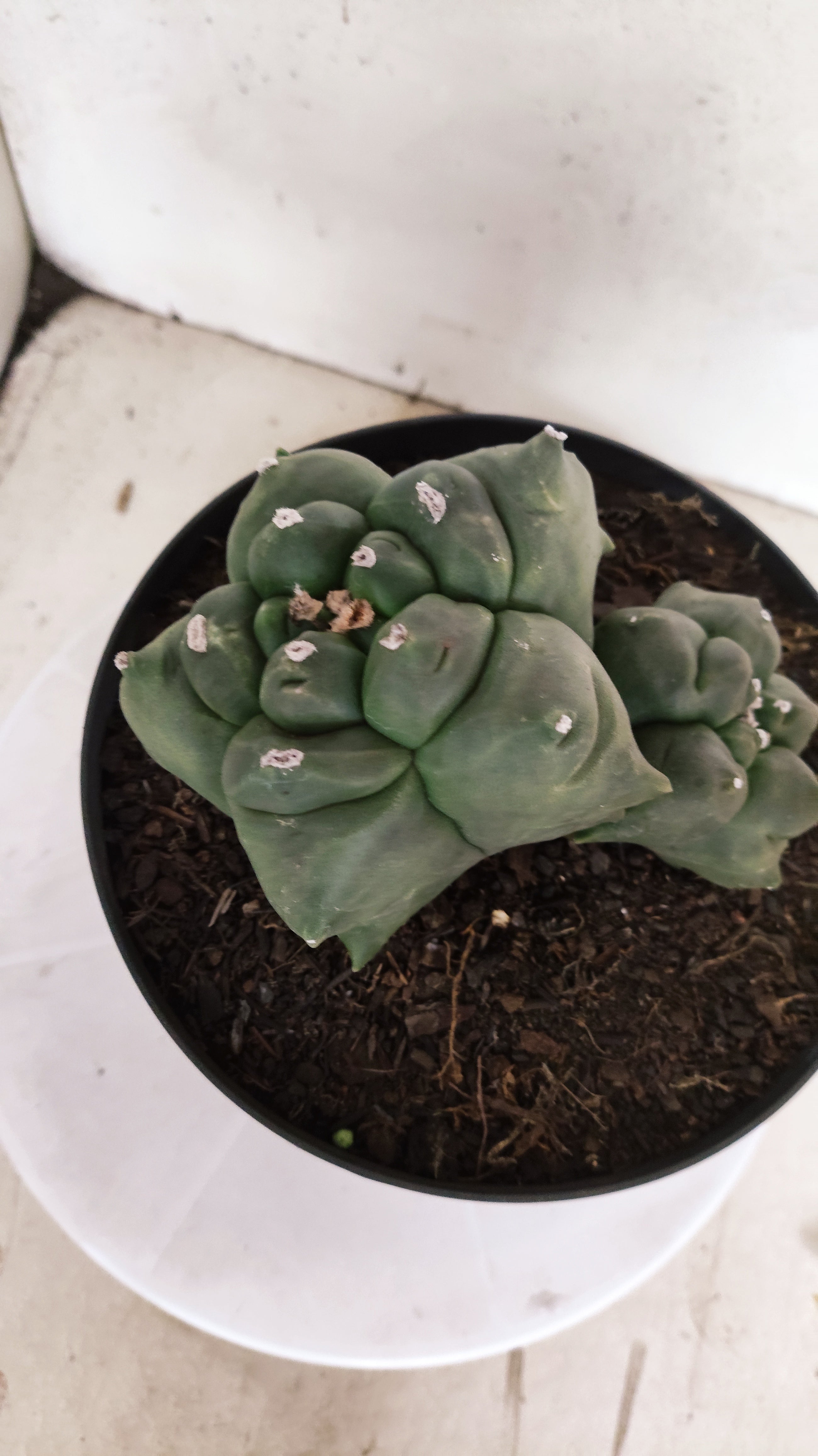 MATRIZ ASTROPHYTUM cv KIKKO "BICÉFALO" Nº 549 – vaso 17