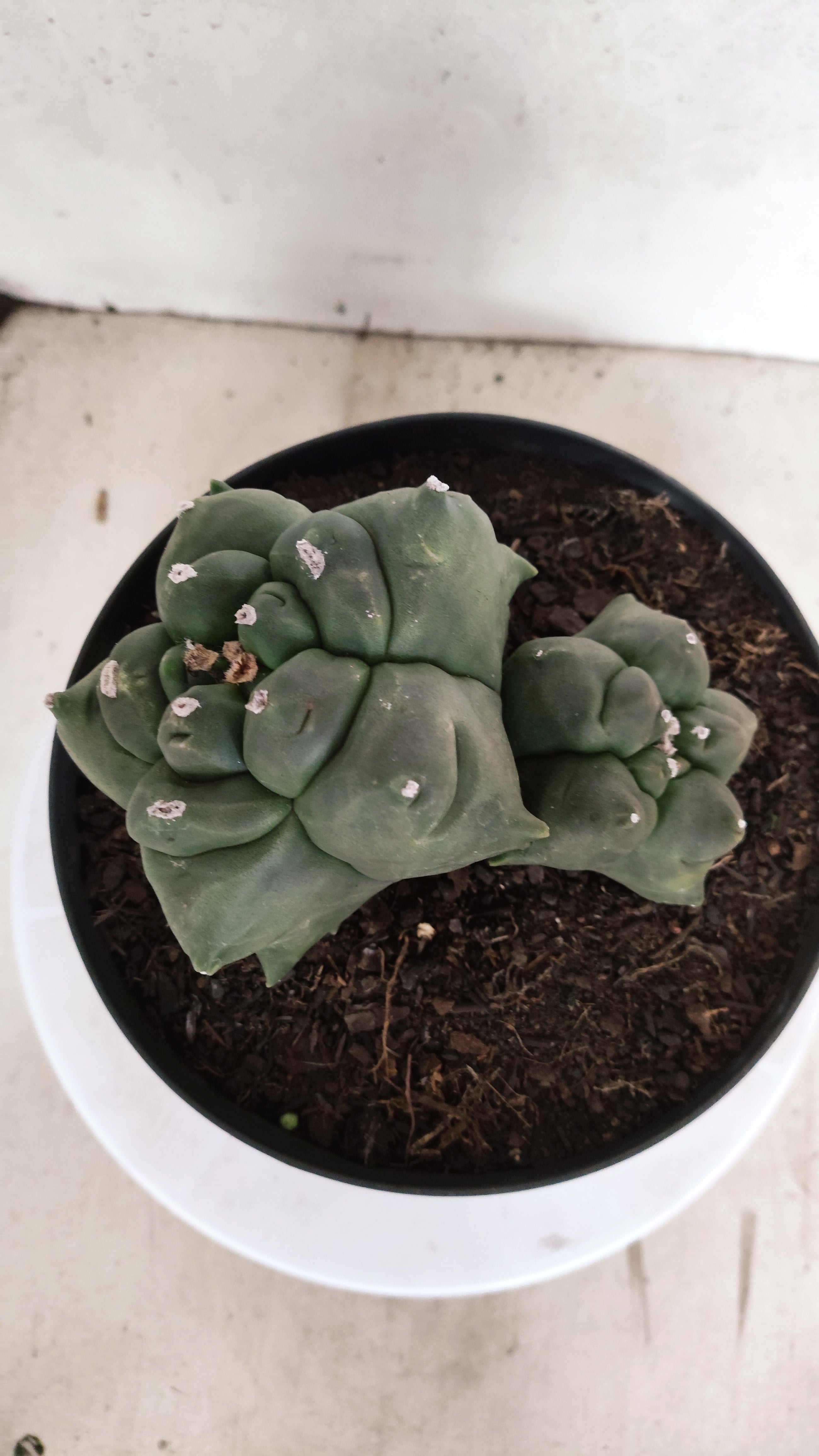 MATRIZ ASTROPHYTUM cv KIKKO "BICÉFALO" Nº 549 – vaso 17